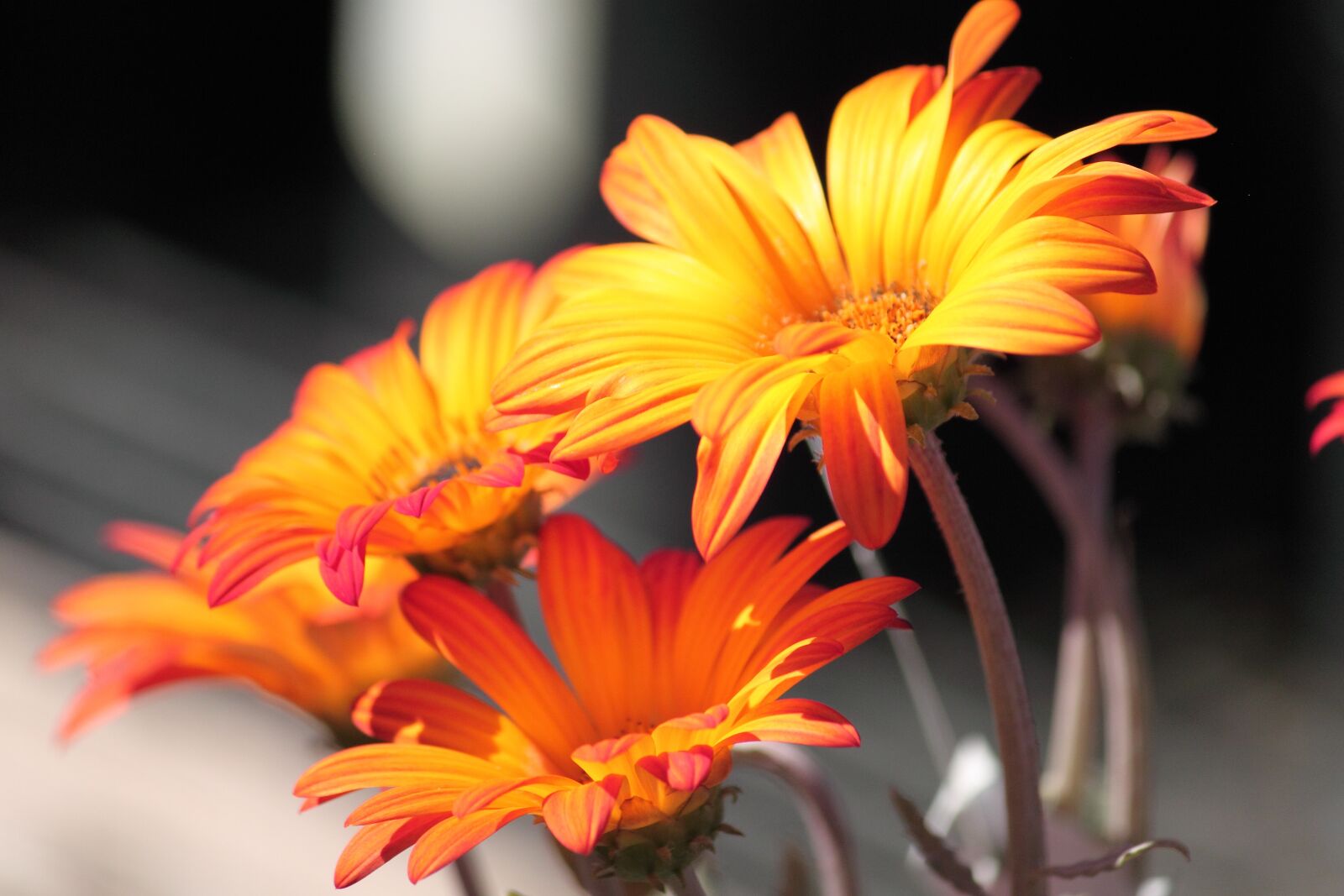 Canon EOS 500D (EOS Rebel T1i / EOS Kiss X3) sample photo. Nature, flower, summer photography