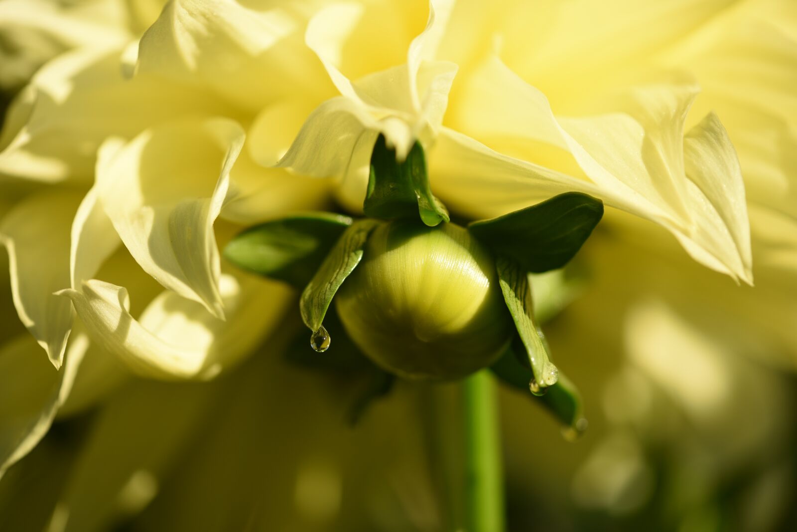 Nikon D750 sample photo. Dahlia, yellow, bud photography