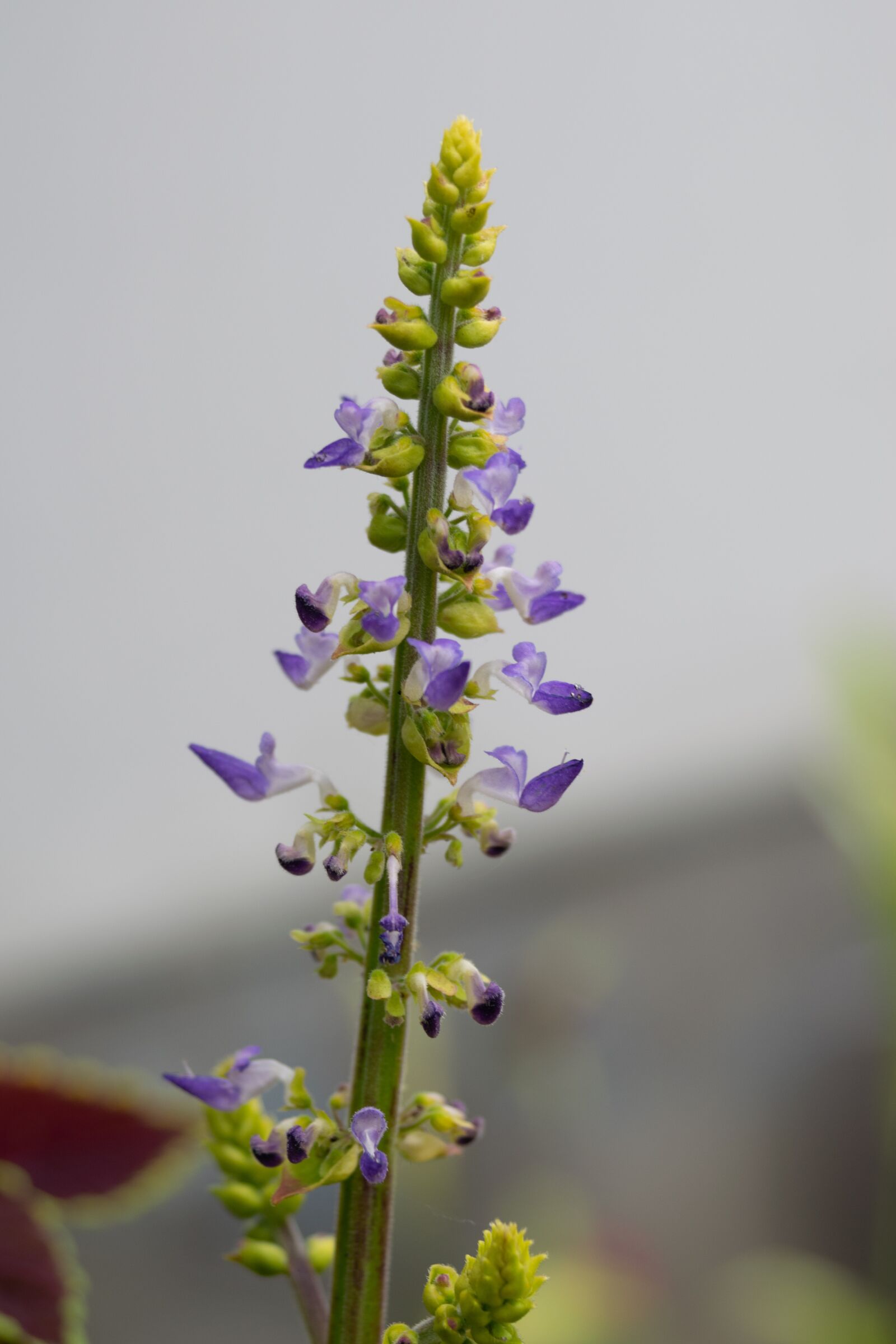 Nikon D3300 sample photo. Flower, bee, insect photography