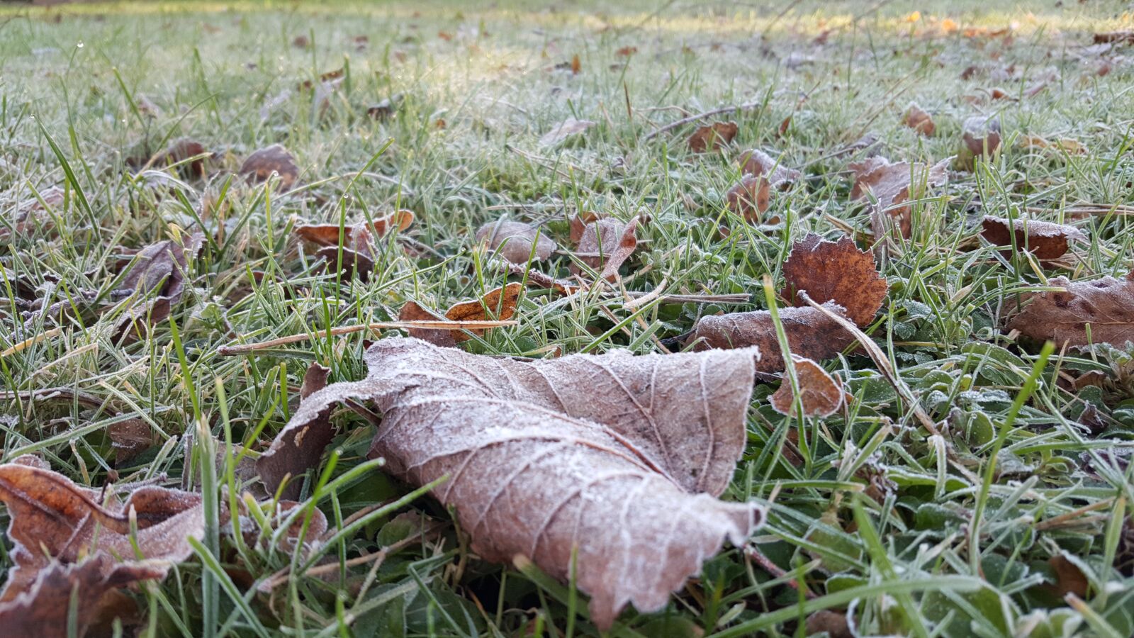 Samsung Galaxy S6 sample photo. First froze, frozen, list photography