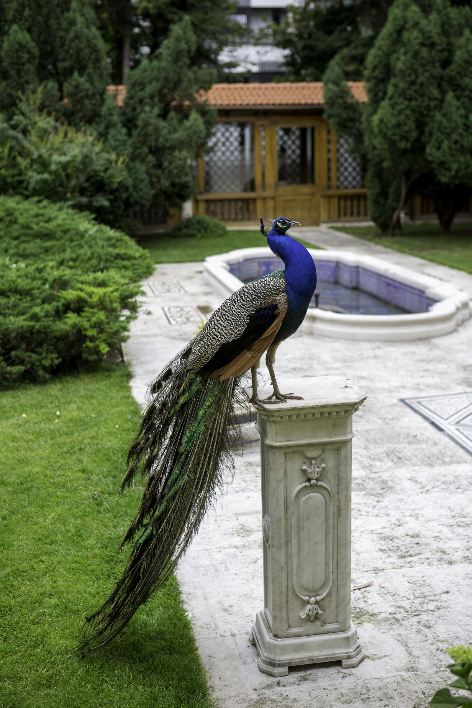 Canon EOS-1D X + Canon EF 24-70mm F2.8L USM sample photo. Peacock, marble pedestal, garden photography