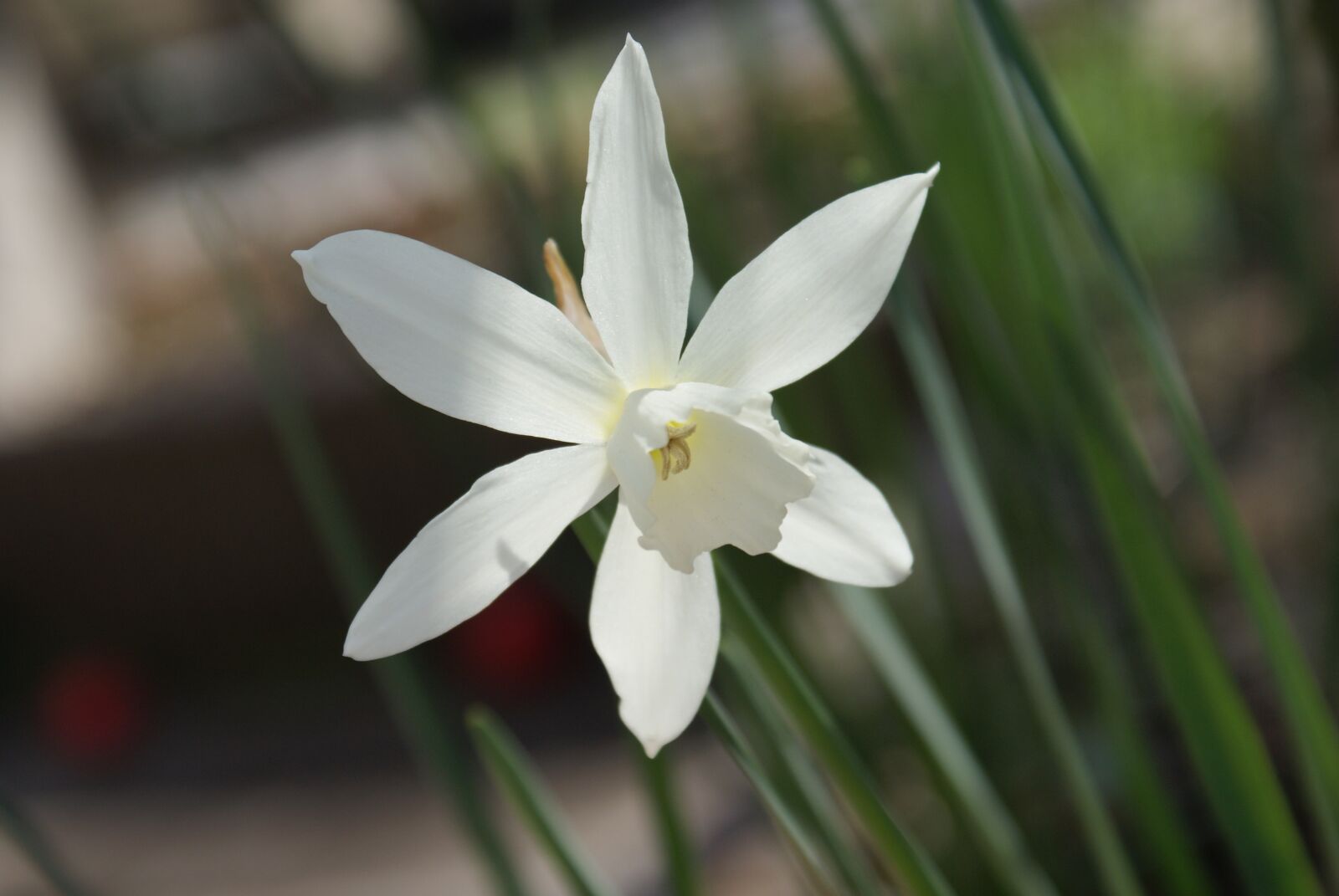 Sony Alpha DSLR-A200 sample photo. Flower, spring, garden photography
