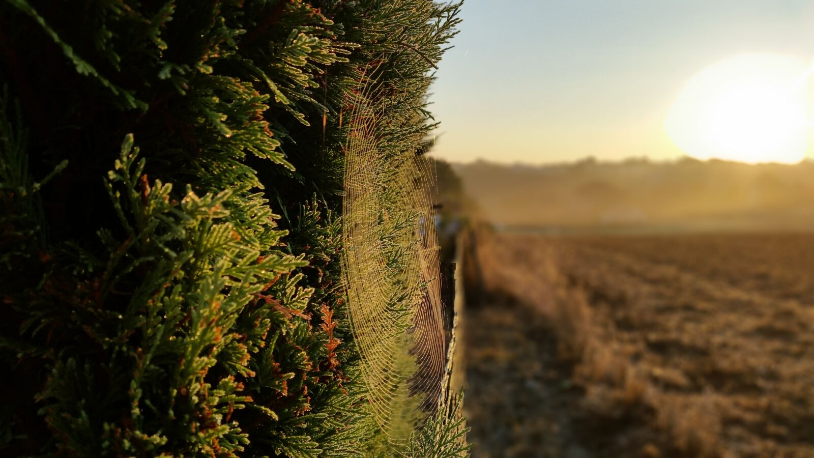 Samsung Galaxy S5 sample photo. Dawn, sunrise, spider web photography