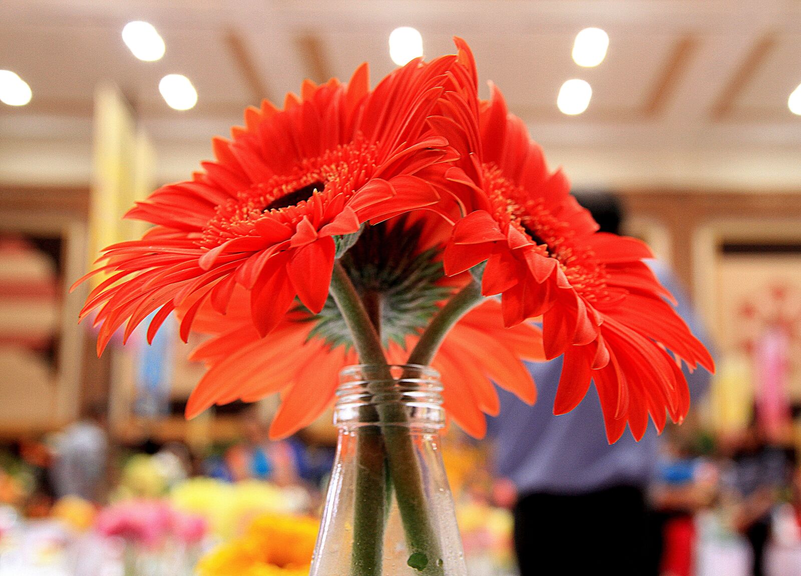 Canon EOS 7D sample photo. Sunflower, flowers, vase photography