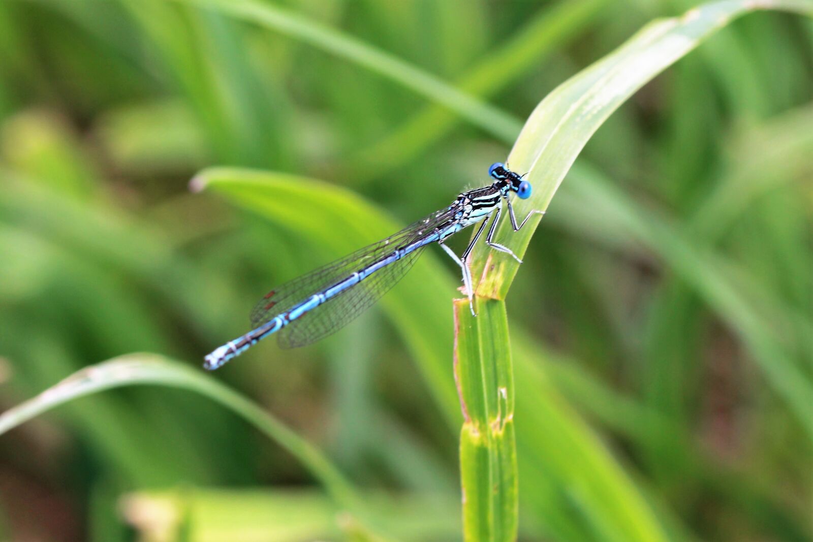 Canon EOS 1200D (EOS Rebel T5 / EOS Kiss X70 / EOS Hi) sample photo. Dragonfly, blue, pond photography