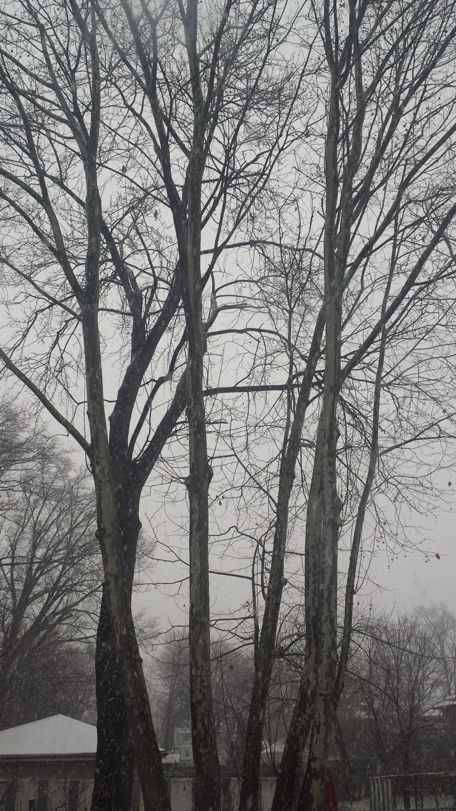 Samsung Galaxy S4 sample photo. Winter, foggy, trees photography