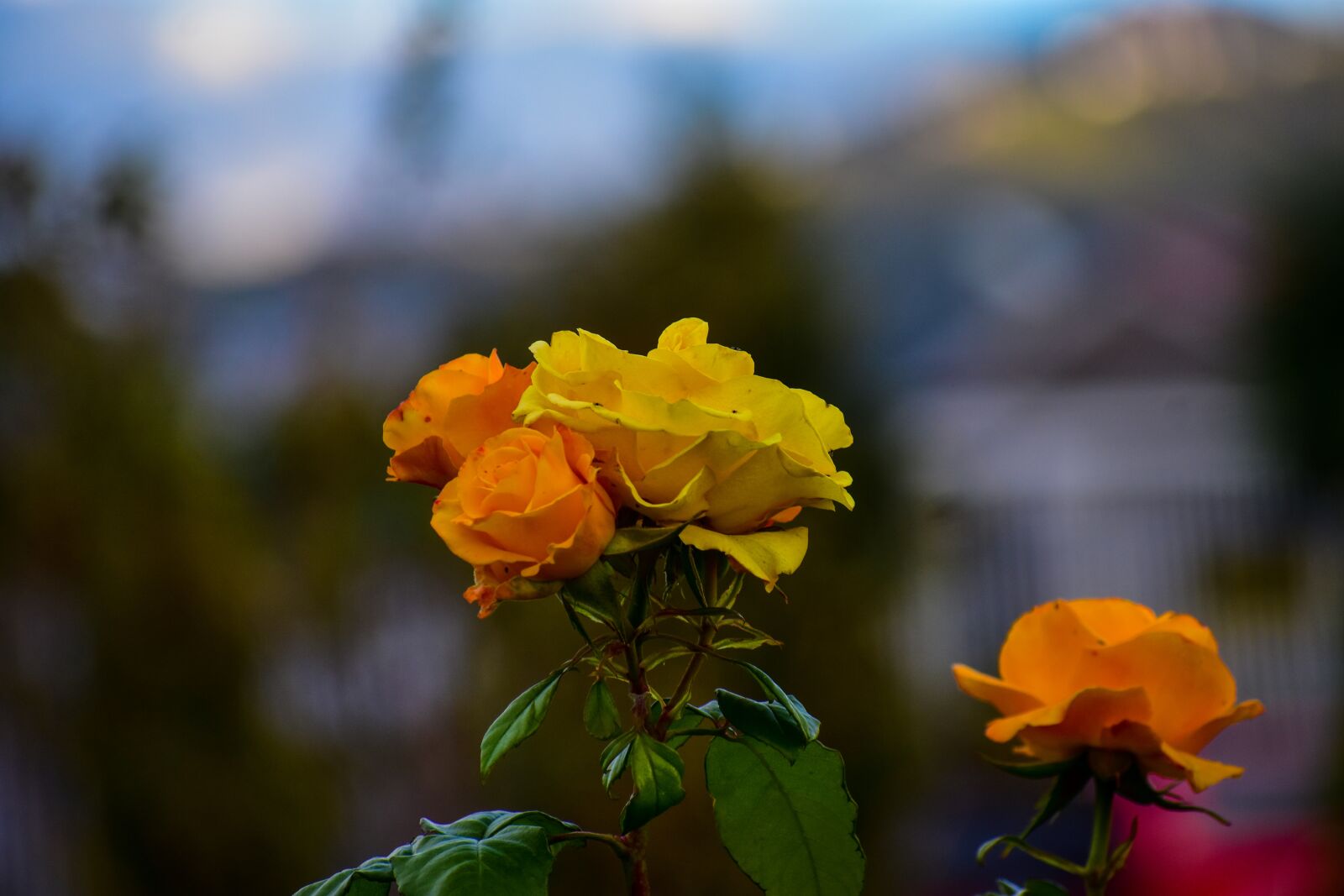 Nikon D3400 sample photo. Rosa, bella, flower photography