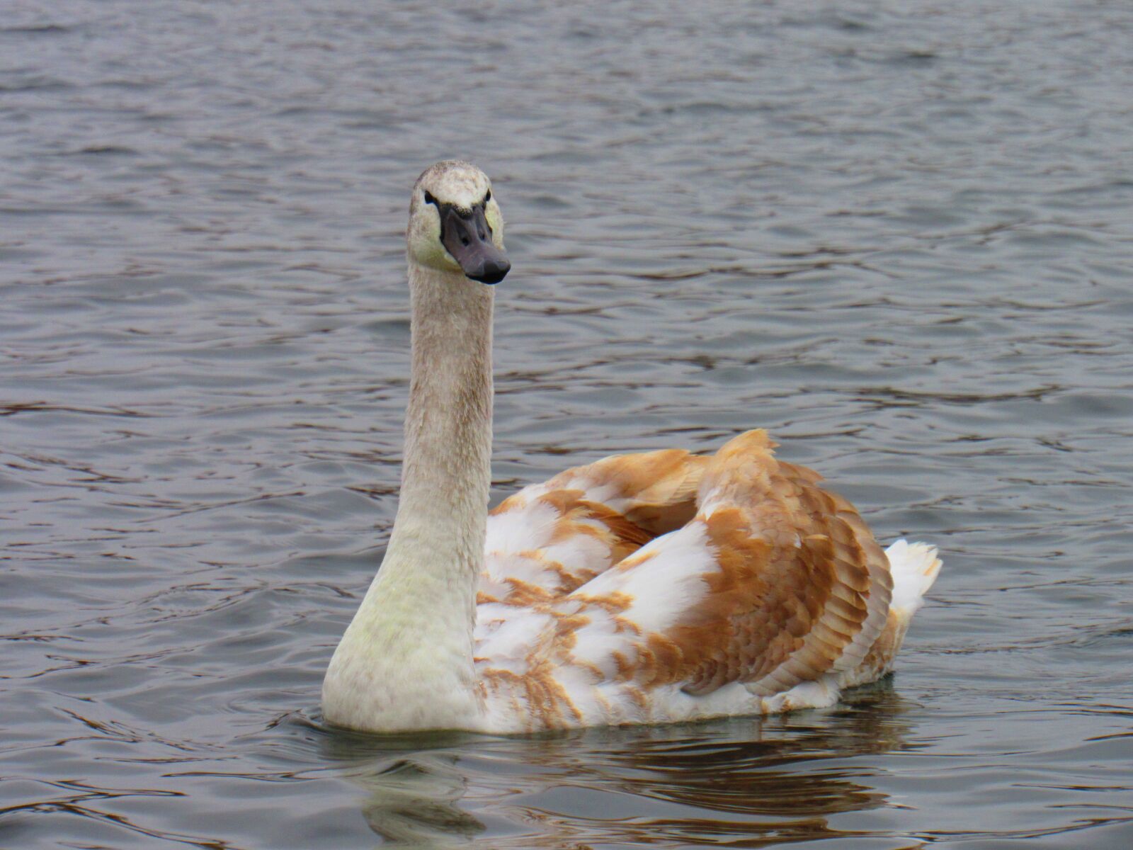 Canon PowerShot SX530 HS sample photo. Swan, bird, lake photography