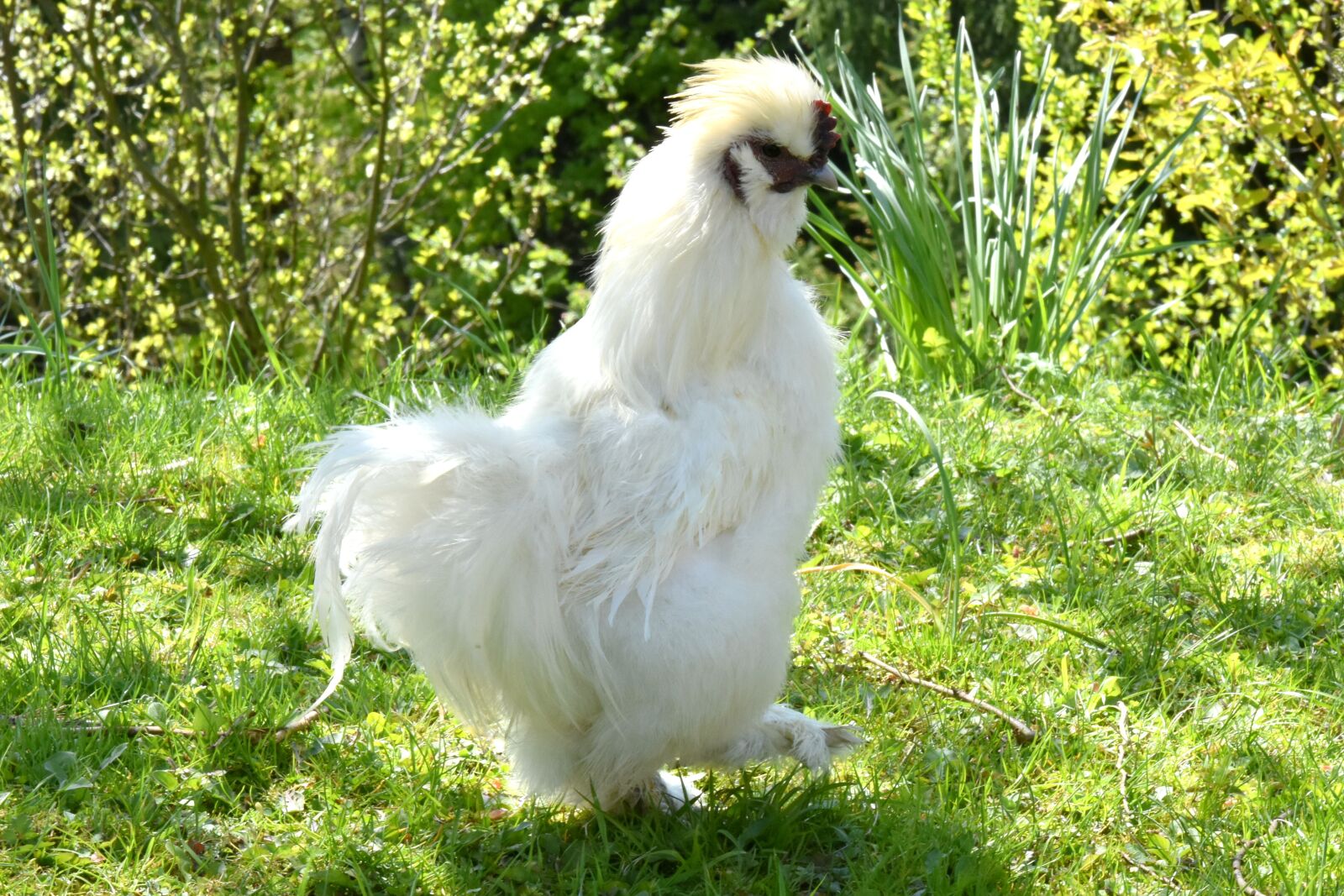Nikon D7200 sample photo. Cock, the hen, chicken photography