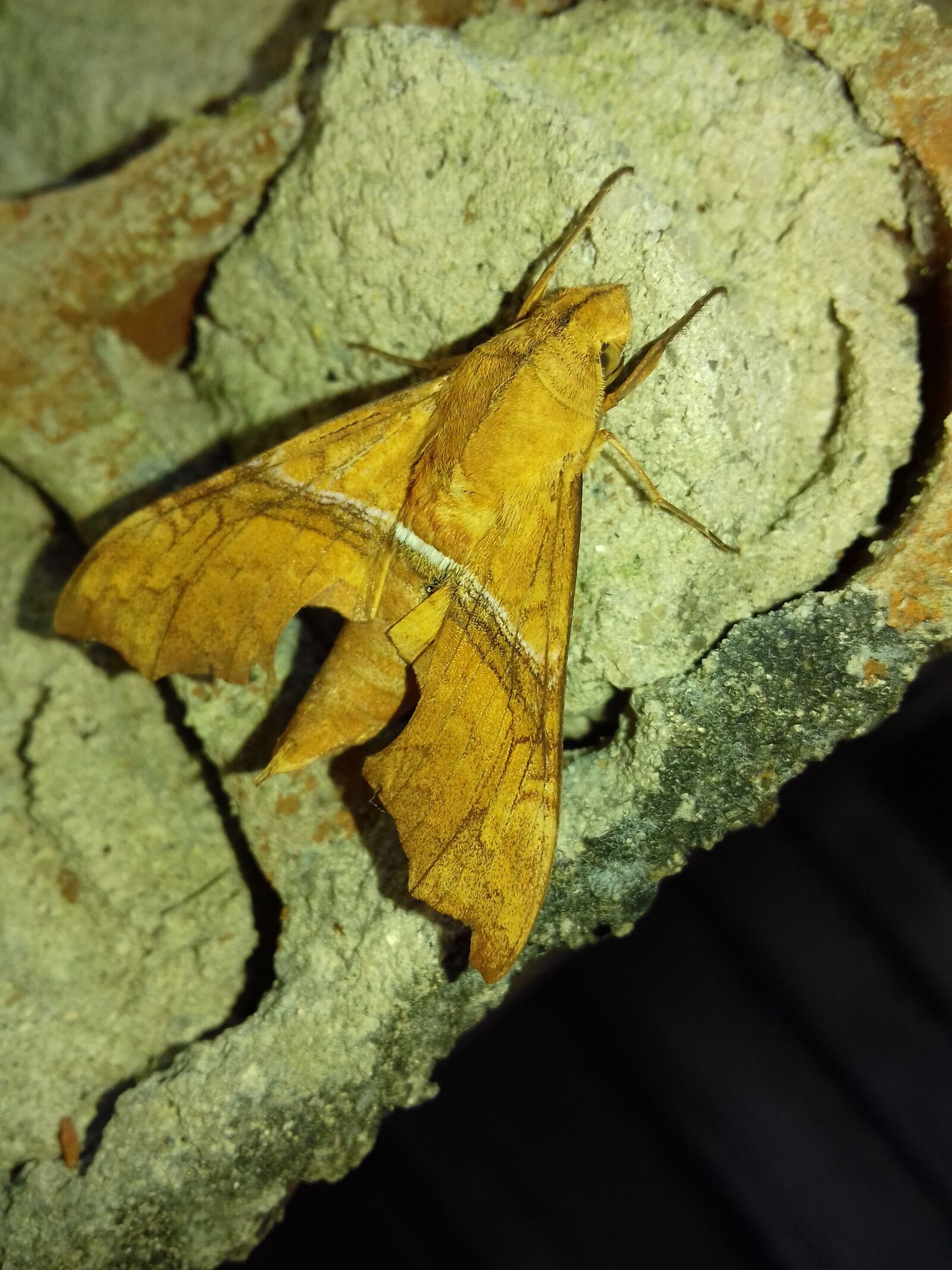 Samsung Galaxy J4 sample photo. Mariposa, butterfly, lepidopteran photography