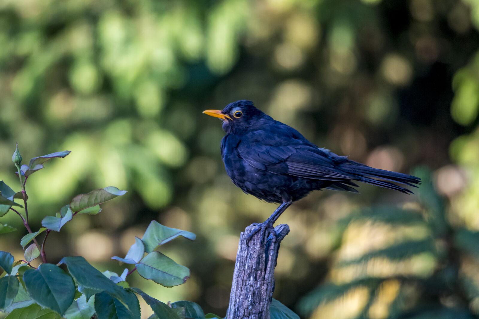 Nikon D500 sample photo. Merle, bird, nature photography