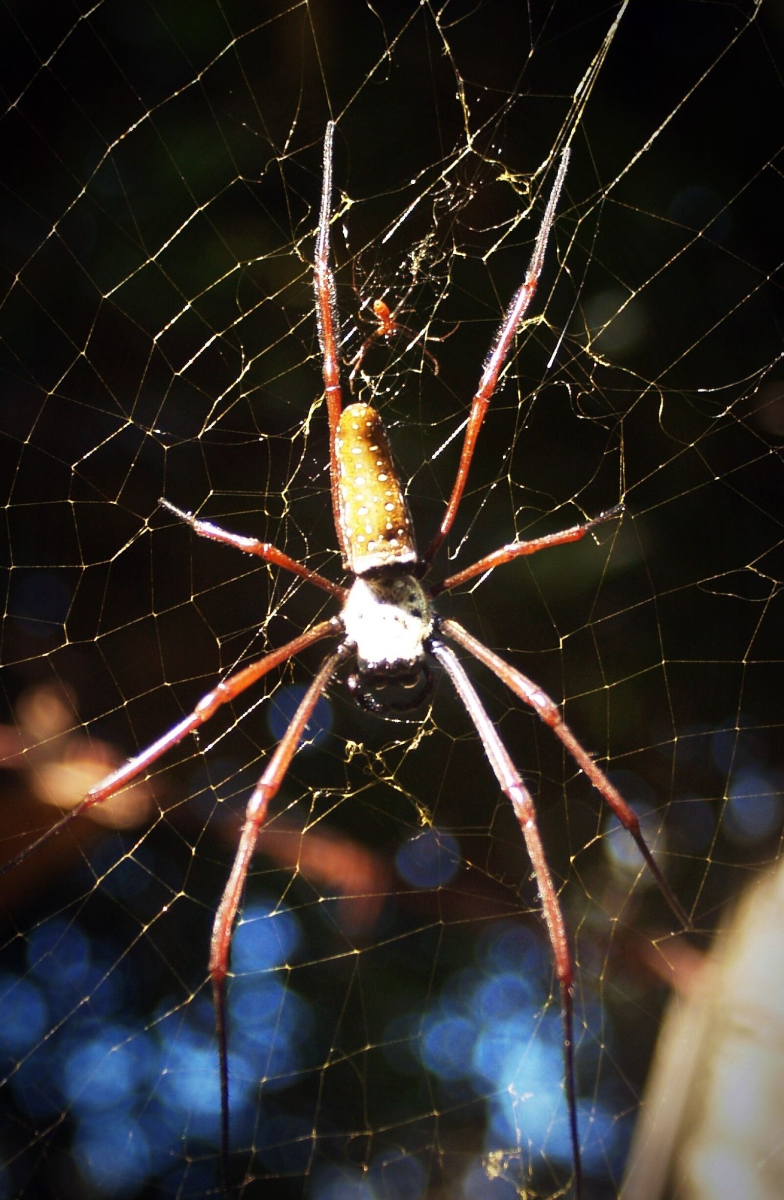 Olympus E-300 (EVOLT E-300) sample photo. Spider, arthropod, closeup photography