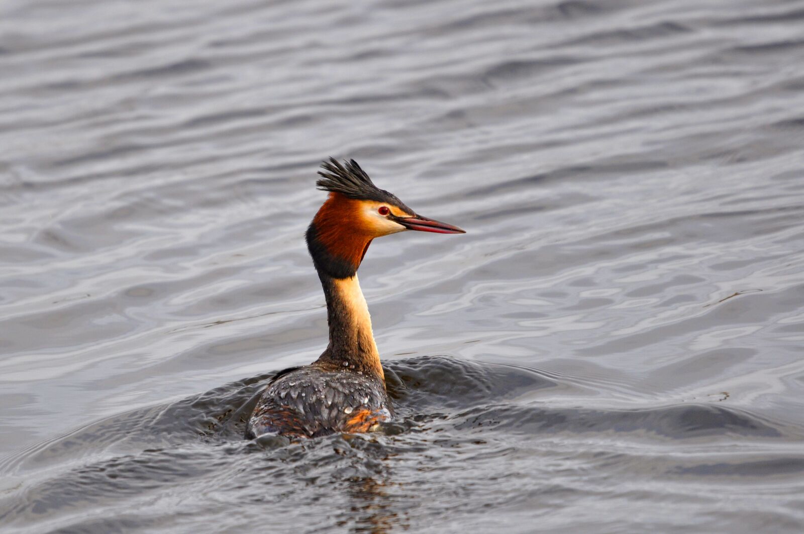 Nikon D90 sample photo. Great crested grebe, grebe photography