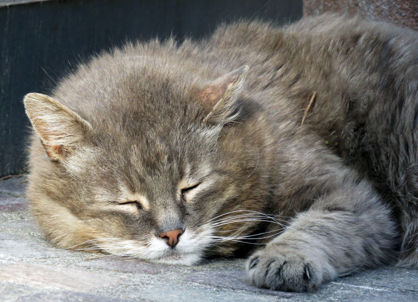 Canon PowerShot SX60 HS sample photo. Cat, pet, sleep photography