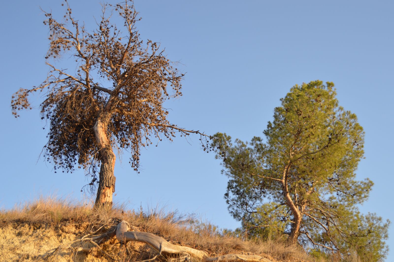 Nikon D3200 sample photo. Pine, contrast, dry tree photography