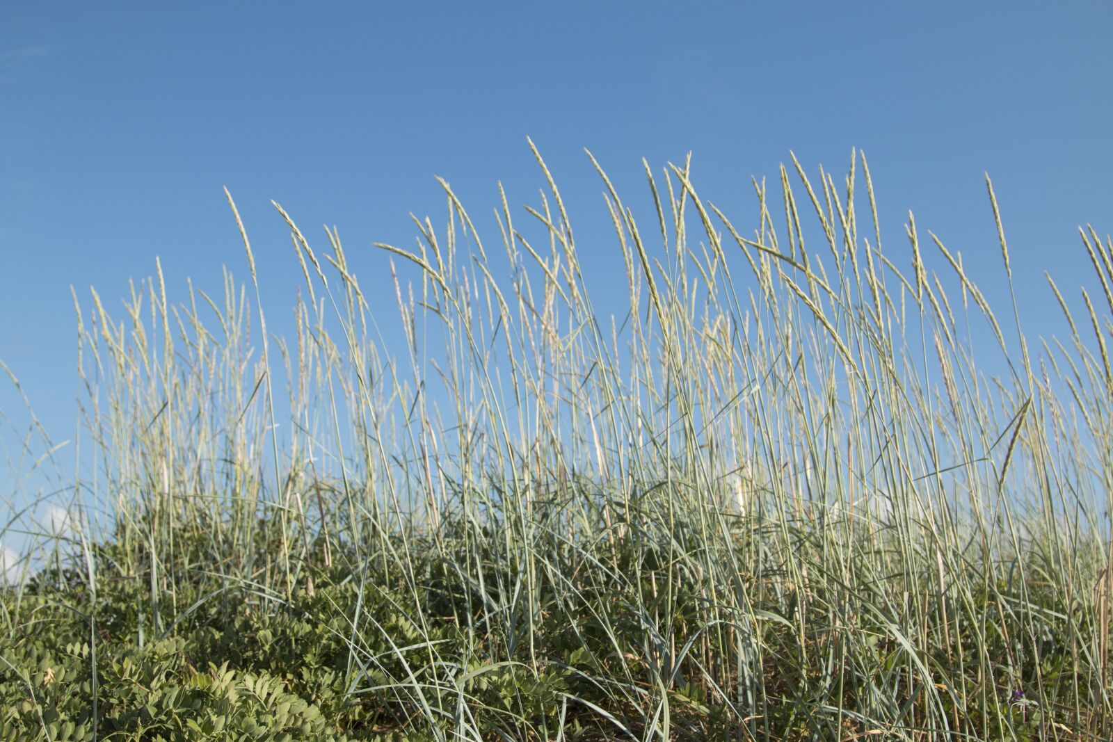 Canon EOS 70D + Canon EF 24-105mm F4L IS USM sample photo. Beach, sand, coast photography