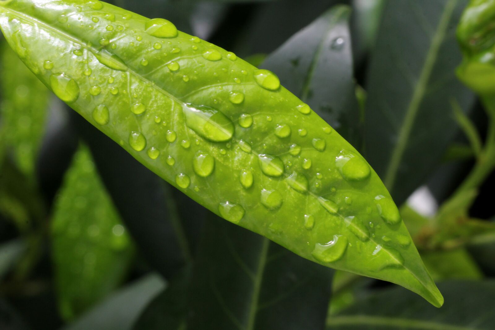 Canon EF 180mm F3.5L Macro USM sample photo. Cherry laurel, raindrop, green photography