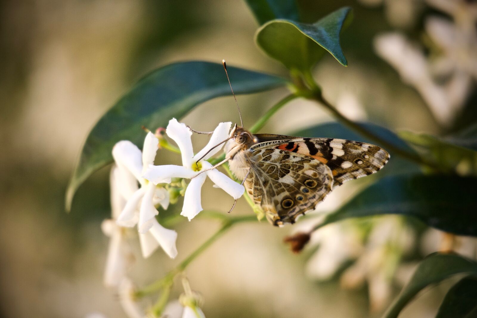 Canon EOS M sample photo. Butterfly, flowers, jasmine photography