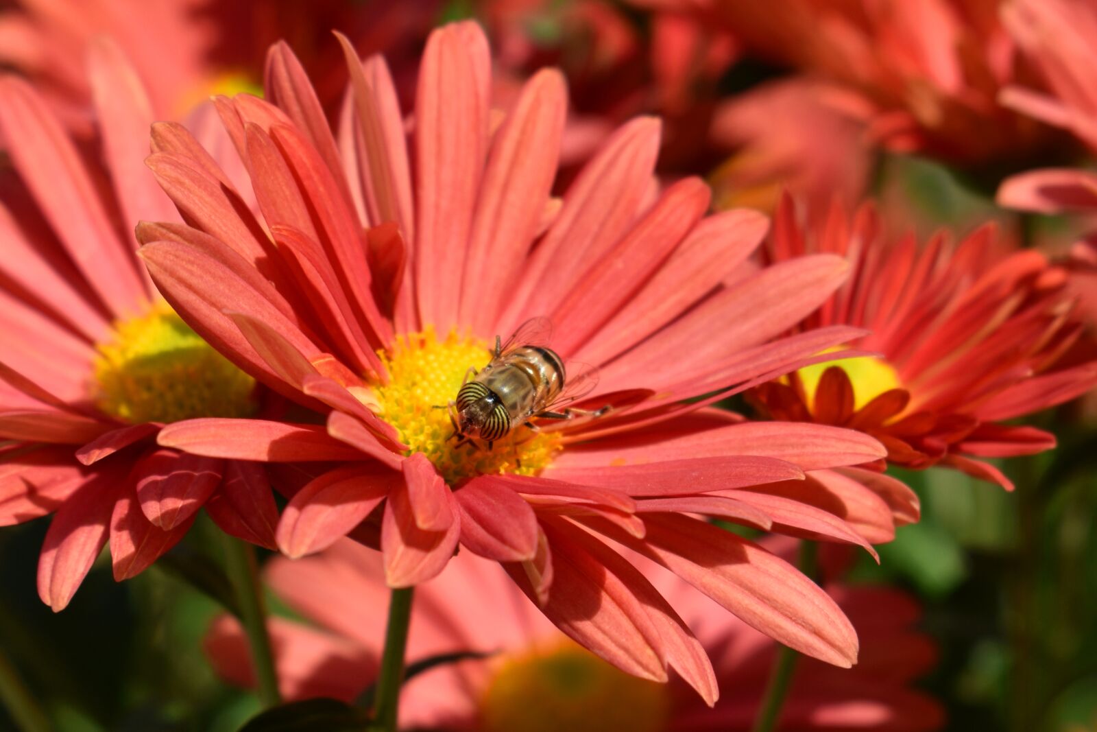 Nikon D3500 sample photo. Flower, plant, nature photography