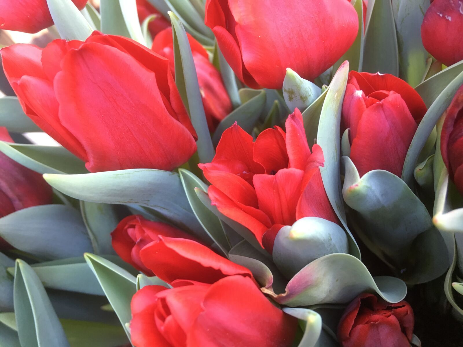 Apple iPhone SE sample photo. Tulip, flower arrangement, nature photography