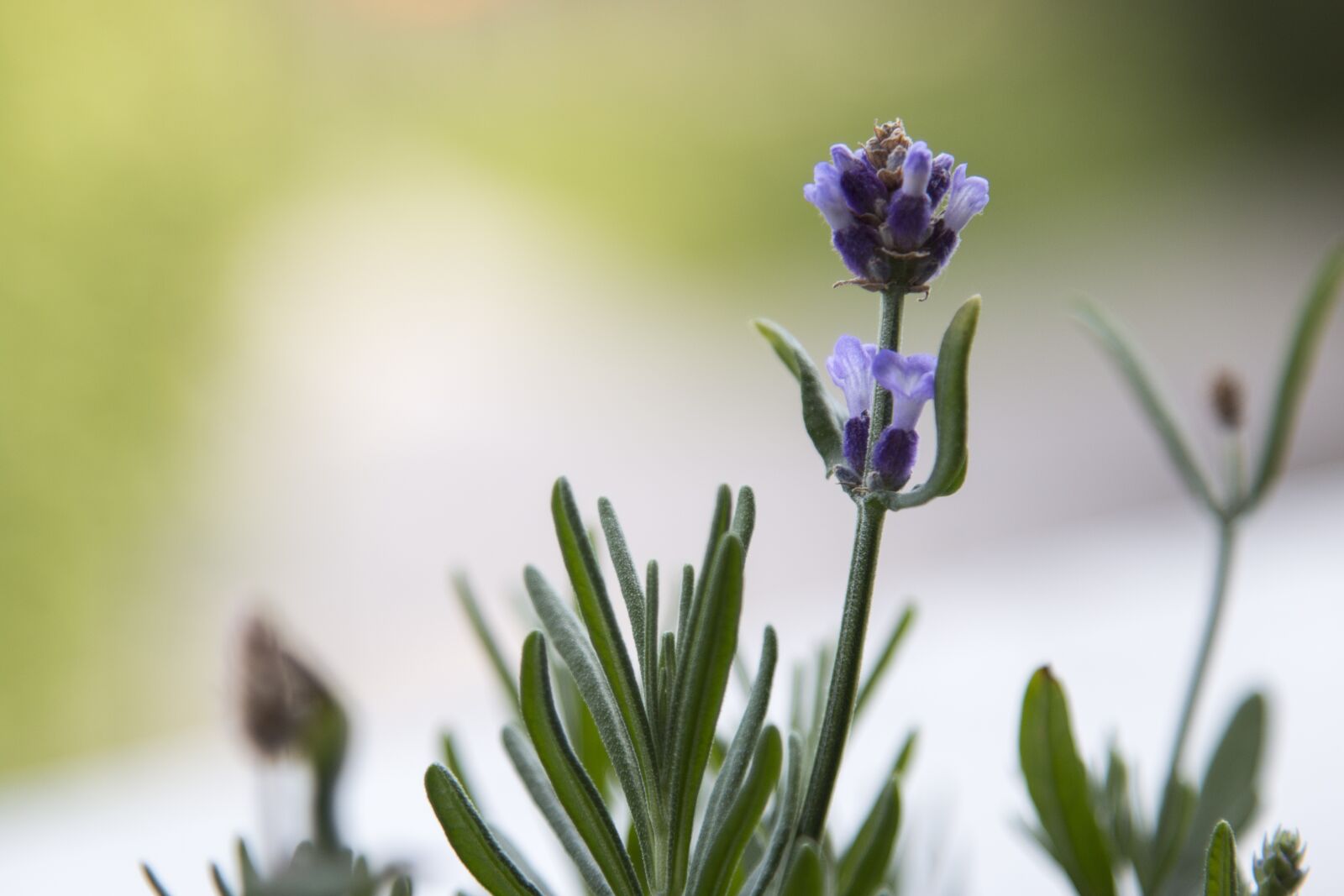 Canon EOS 70D + Canon EF 24-105mm F4L IS USM sample photo. Flower, purple, summer photography