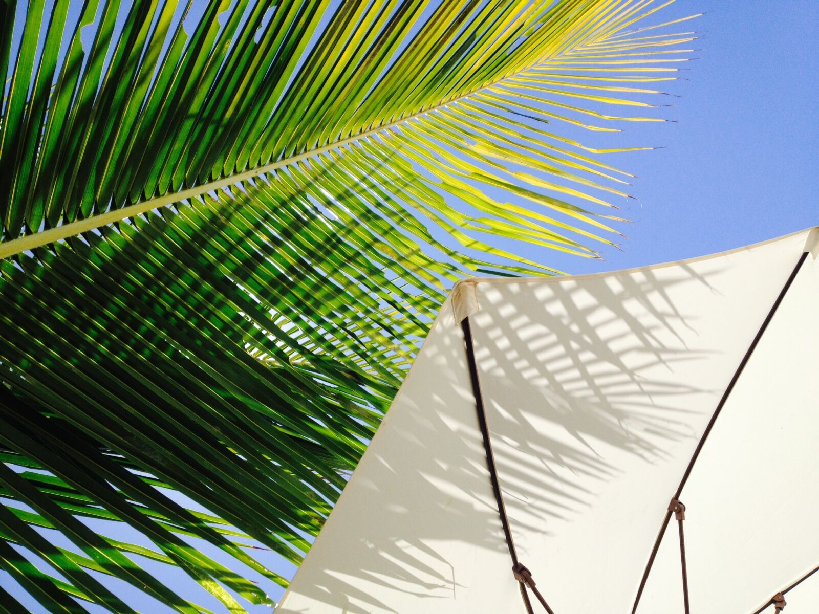 Apple iPhone 4S sample photo. Landscape, coconut tree, sombreiro photography