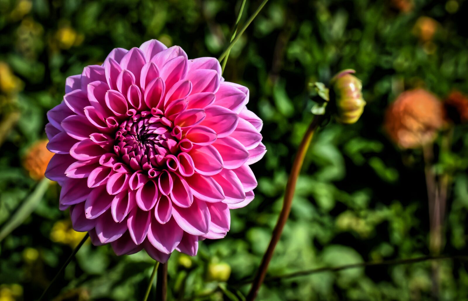 Nikon D7200 sample photo. Dahlia, dahlias, asteraceae photography