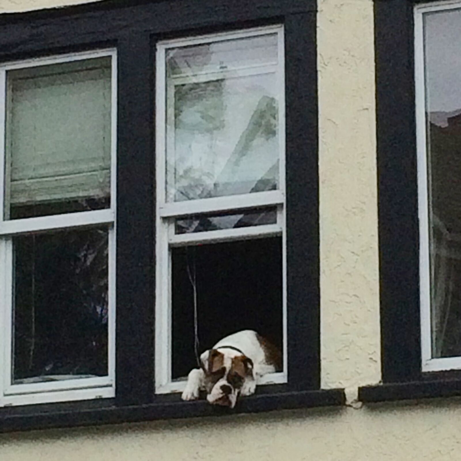 iPhone 5s back camera 4.15mm f/2.2 sample photo. Dog, dog, in, window photography