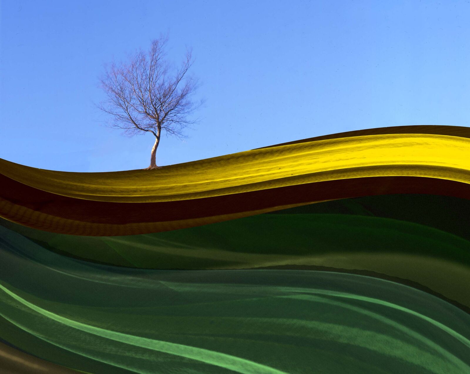 Nikon D800 sample photo. Tree, tree on chiffon photography