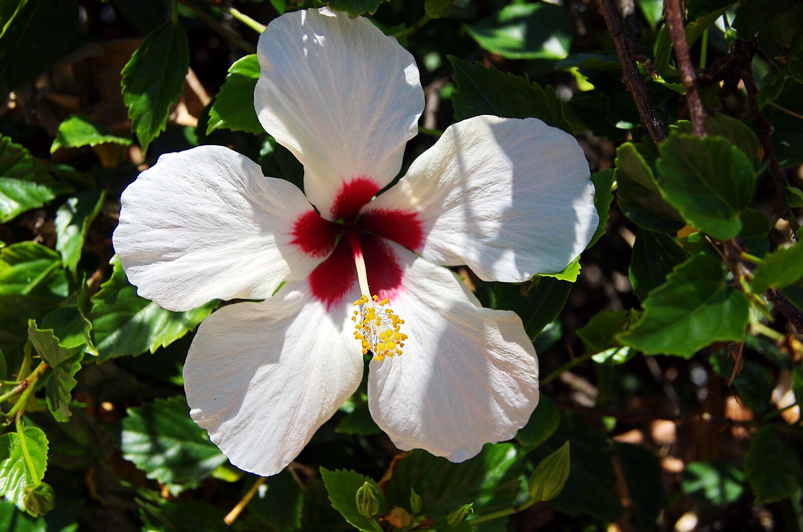 Pentax K-5 sample photo. Hibiscus, flower, white photography