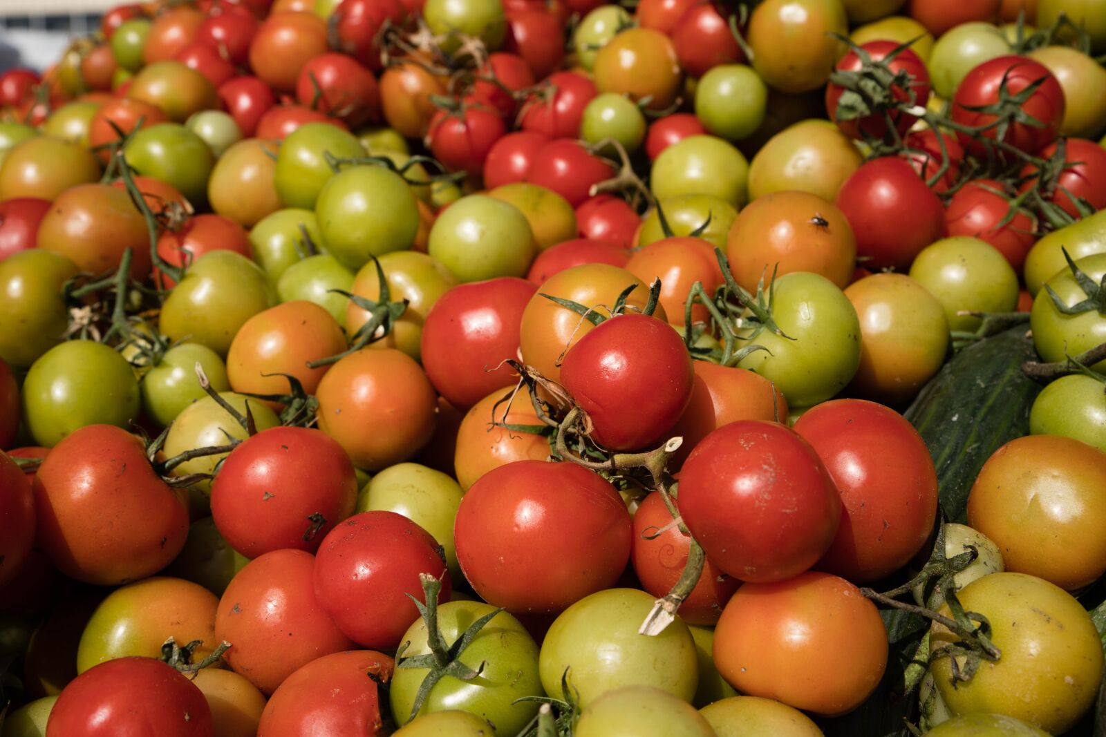 Canon EOS 6D Mark II sample photo. Tomatoes, tomato, harvest photography