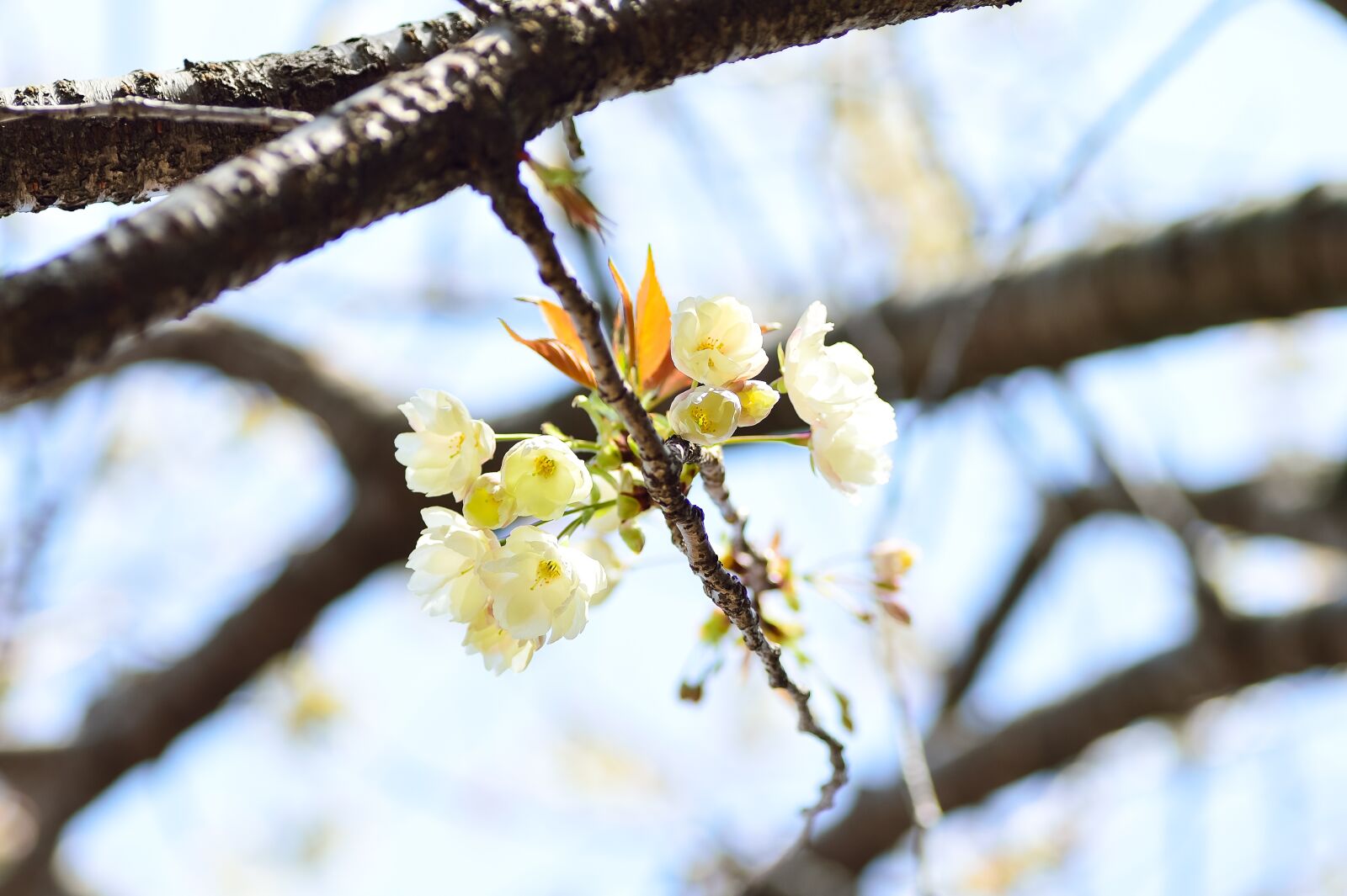 Nikon Df sample photo. Flowers, natural, cherry photography