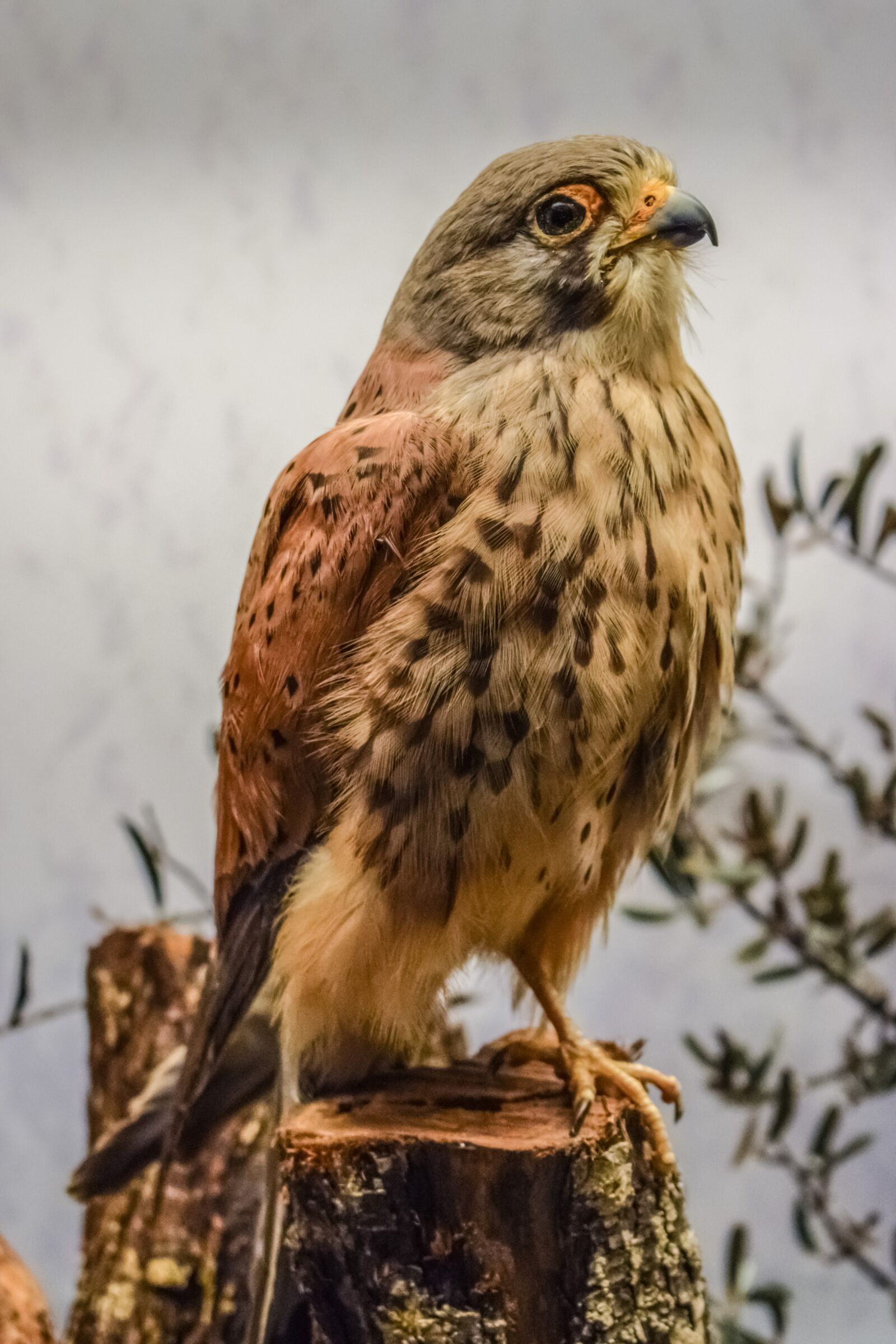 Nikon D3300 sample photo. Hawk, animal, bird photography