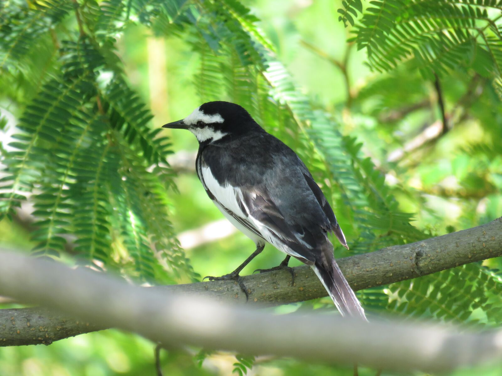 Canon PowerShot SX60 HS sample photo. Animal, wild birds, little photography