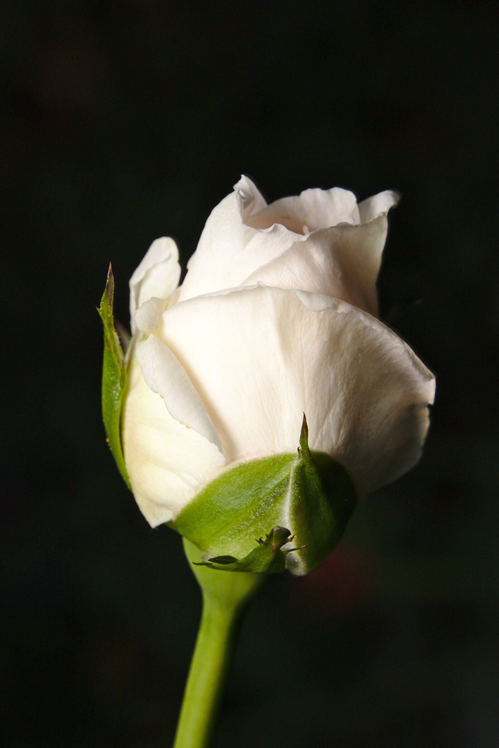 Canon EOS M5 sample photo. Rose, flower, white photography