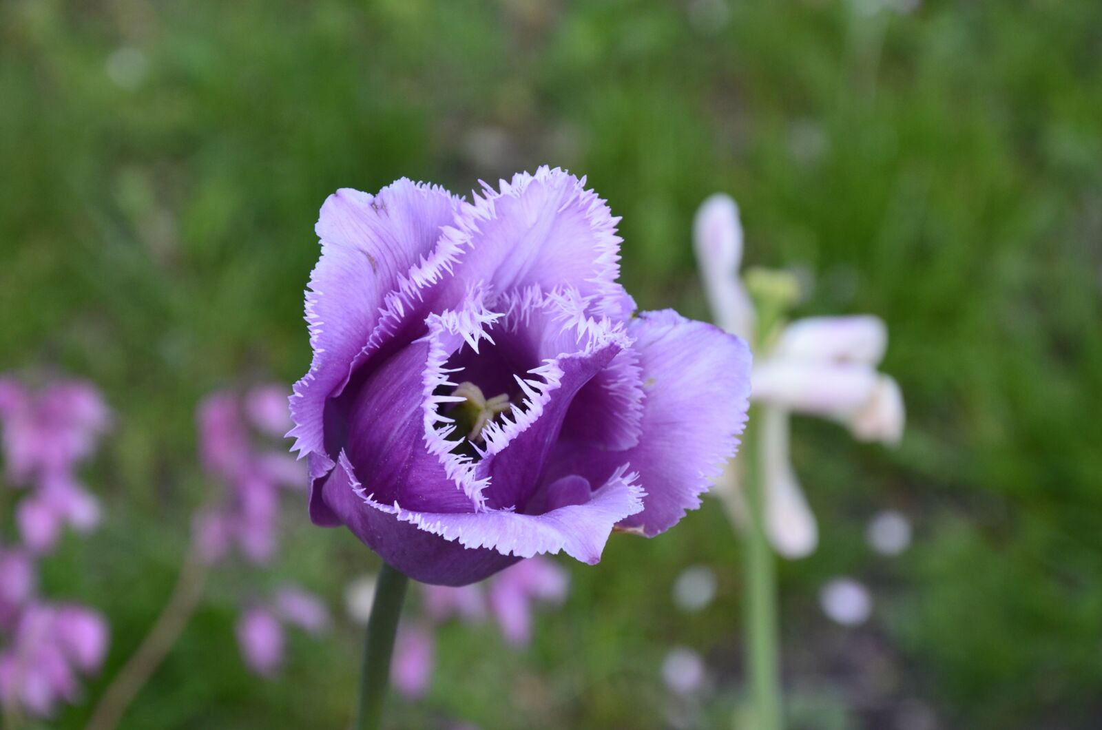 Nikon D7000 sample photo. Violet, tulip, garden photography