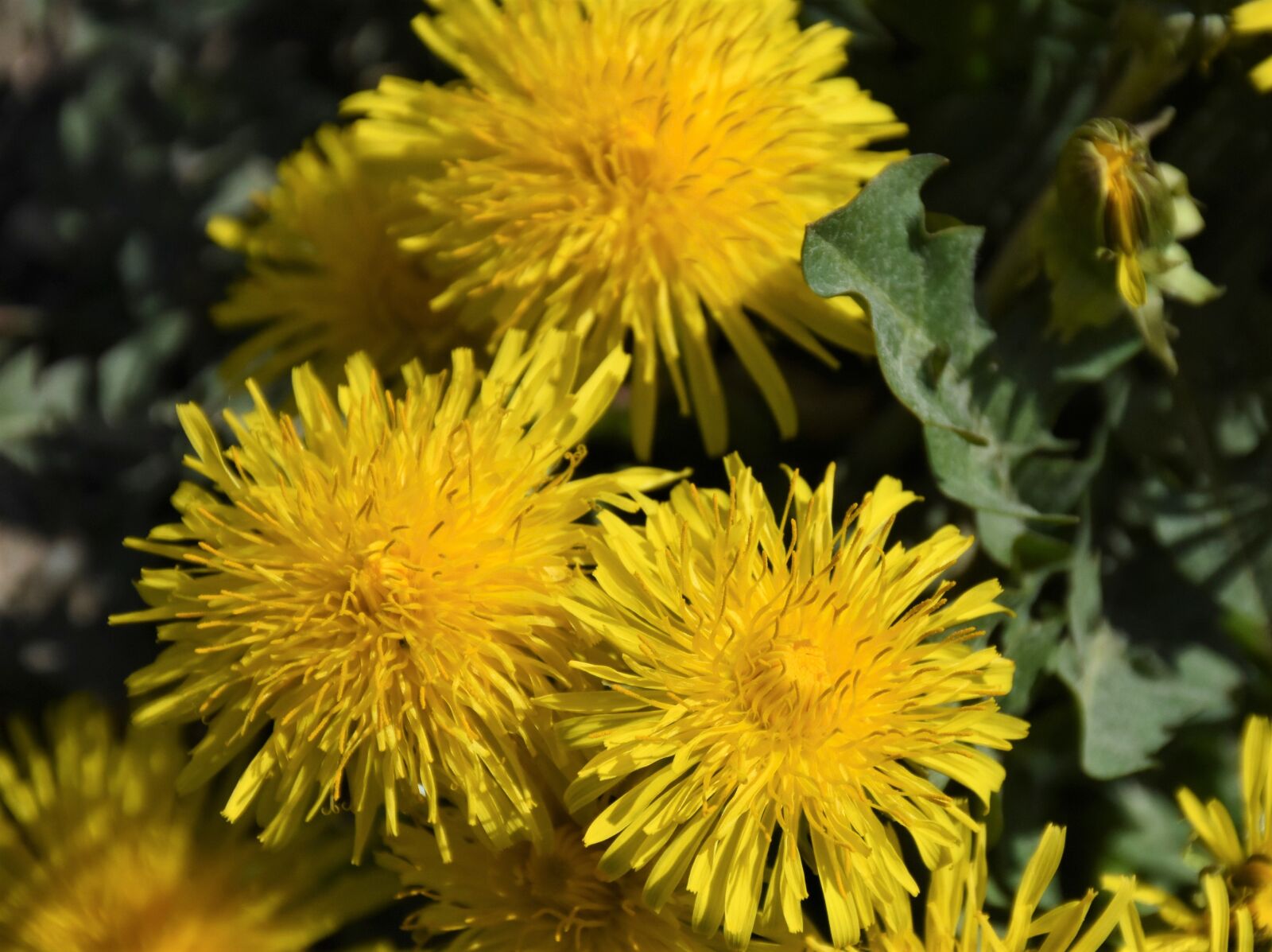 Nikon D7200 sample photo. Dandelion, meadow, dandelion meadow photography
