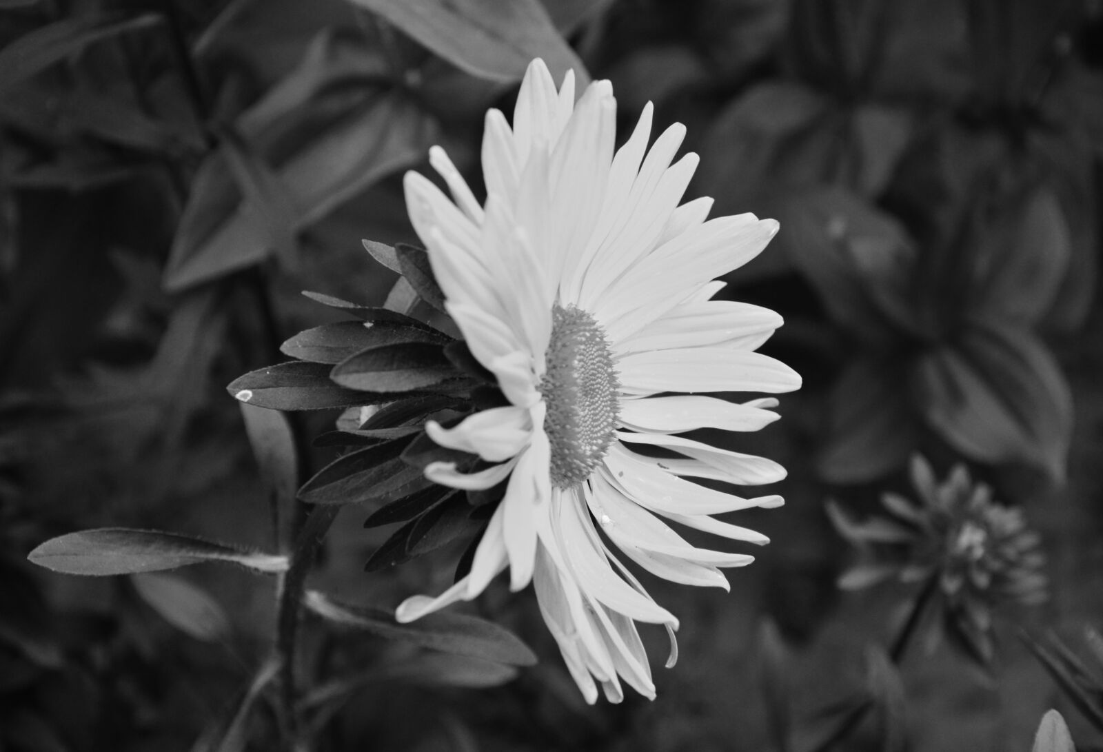 Nikon D5200 sample photo. Daisy flower, photo black photography