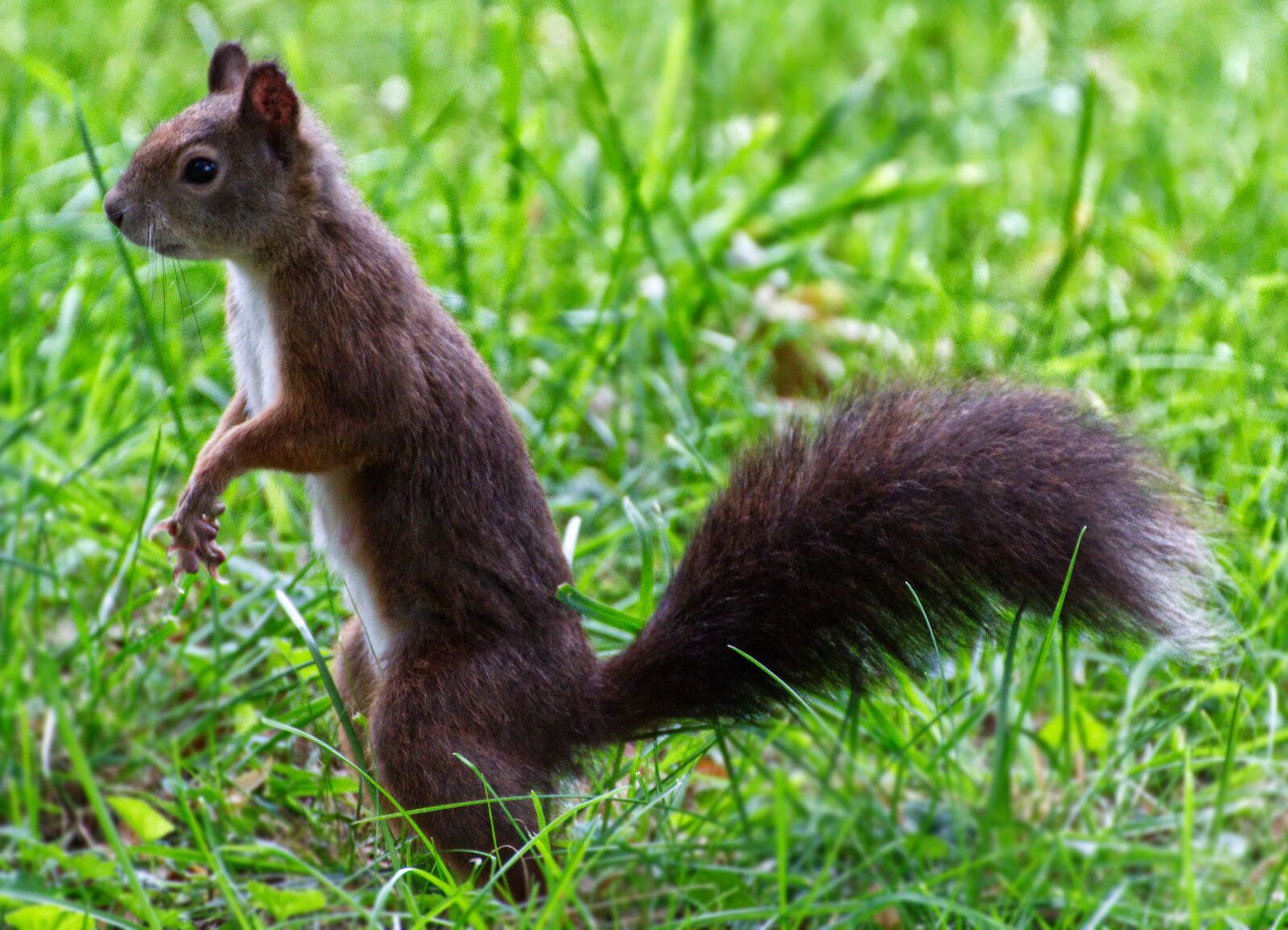 Canon EOS 1300D (EOS Rebel T6 / EOS Kiss X80) sample photo. Squirrel, animal world, nature photography
