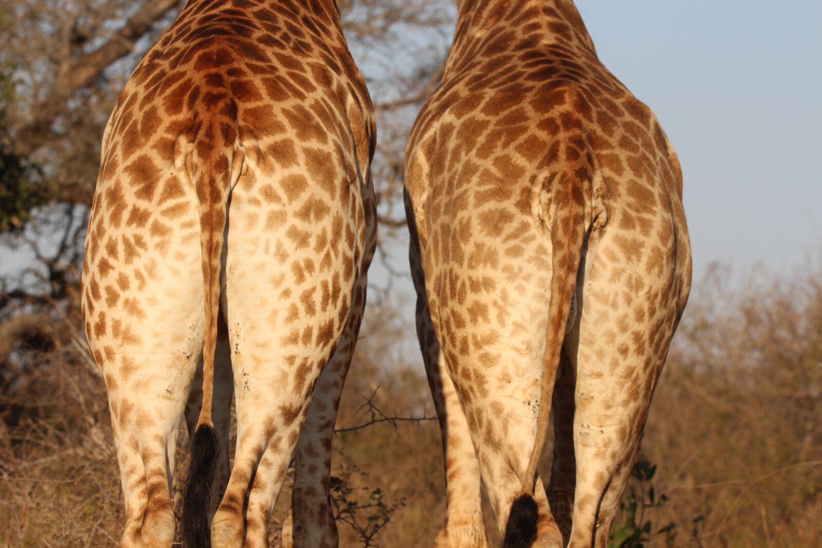 150-600mm F5-6.3 DG OS HSM | Contemporary 015 sample photo. Giraffe, bottom, wildlife photography