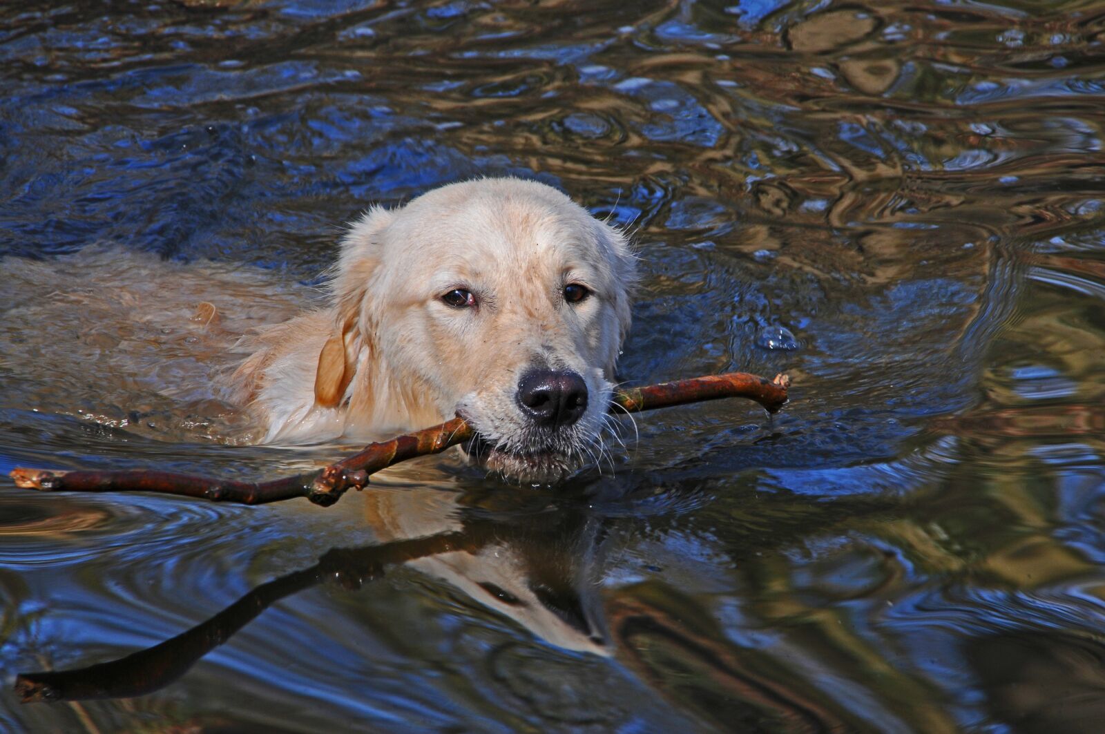 Nikon D300 sample photo. Dog, swim, animal photography