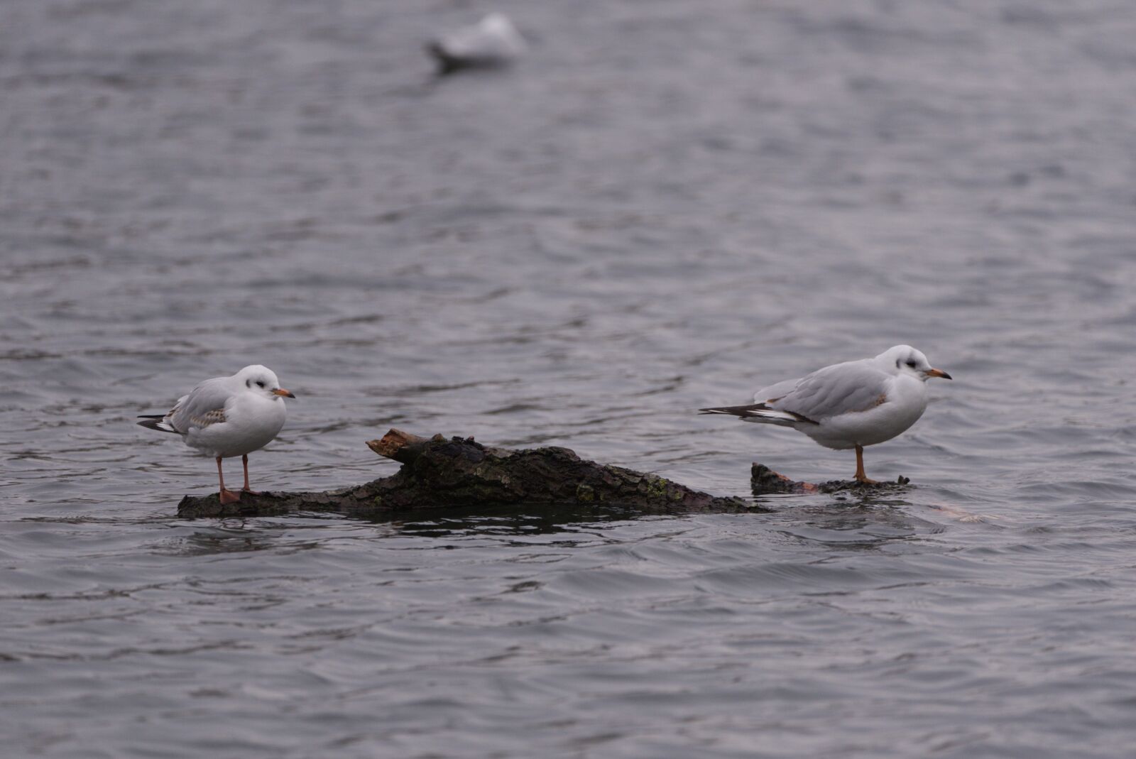 Nikon D750 sample photo. Black headed gull, winter photography