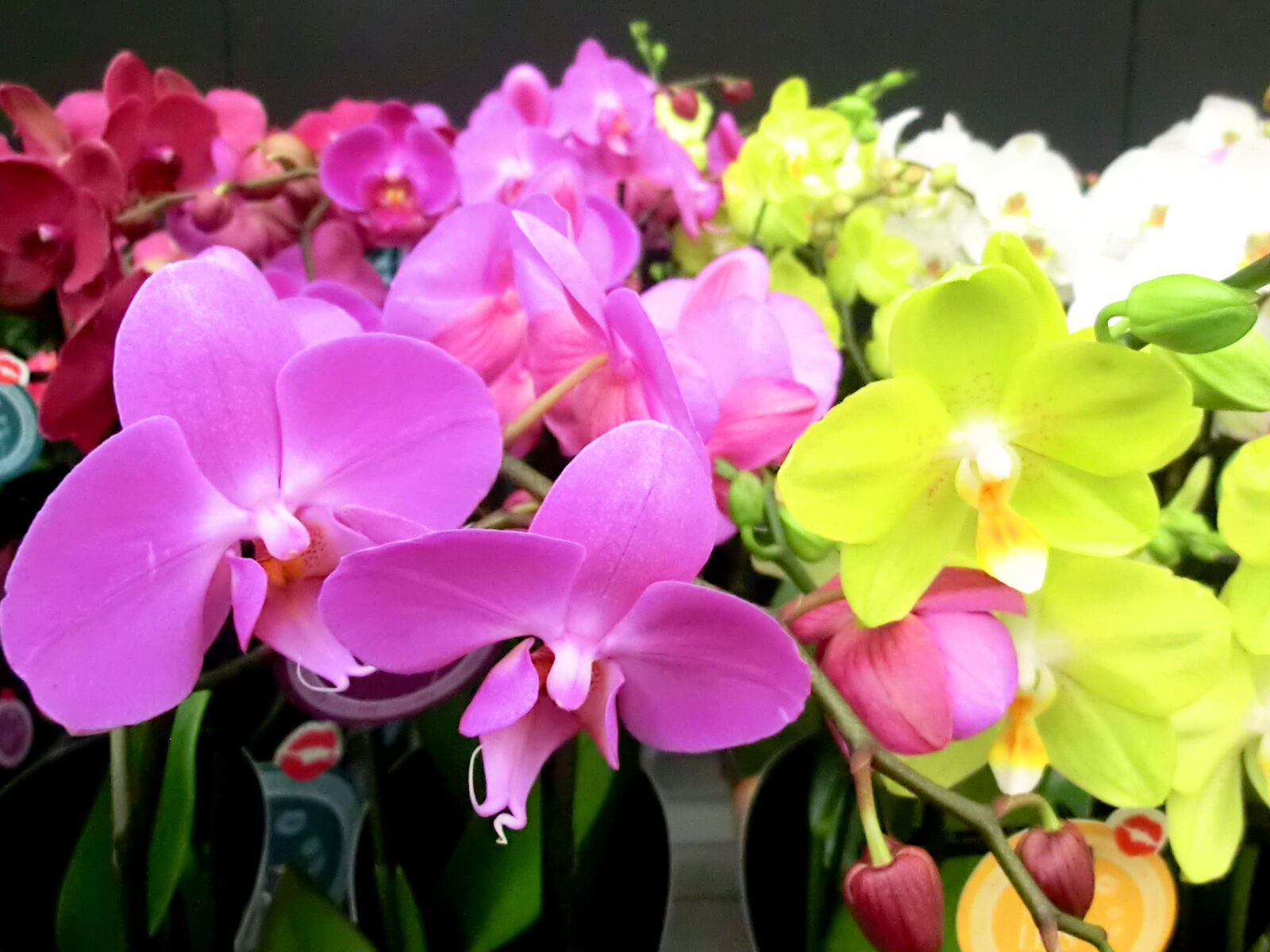 CASIO EX-H30 sample photo. Colorful, colourful, flowers, plant photography