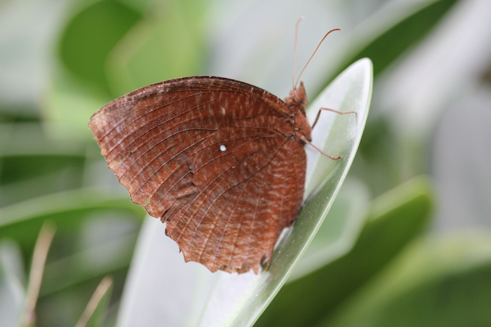Canon EF-S 55-250mm F4-5.6 IS STM sample photo. Butterfly, insects, nature photography