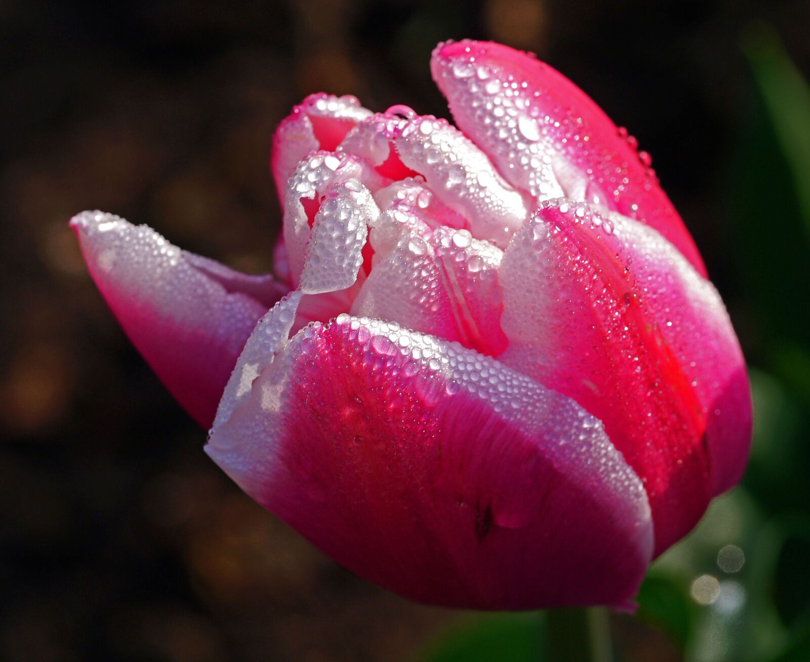 Panasonic Lumix DMC-GX1 sample photo. Tulip, blossom, bloom photography
