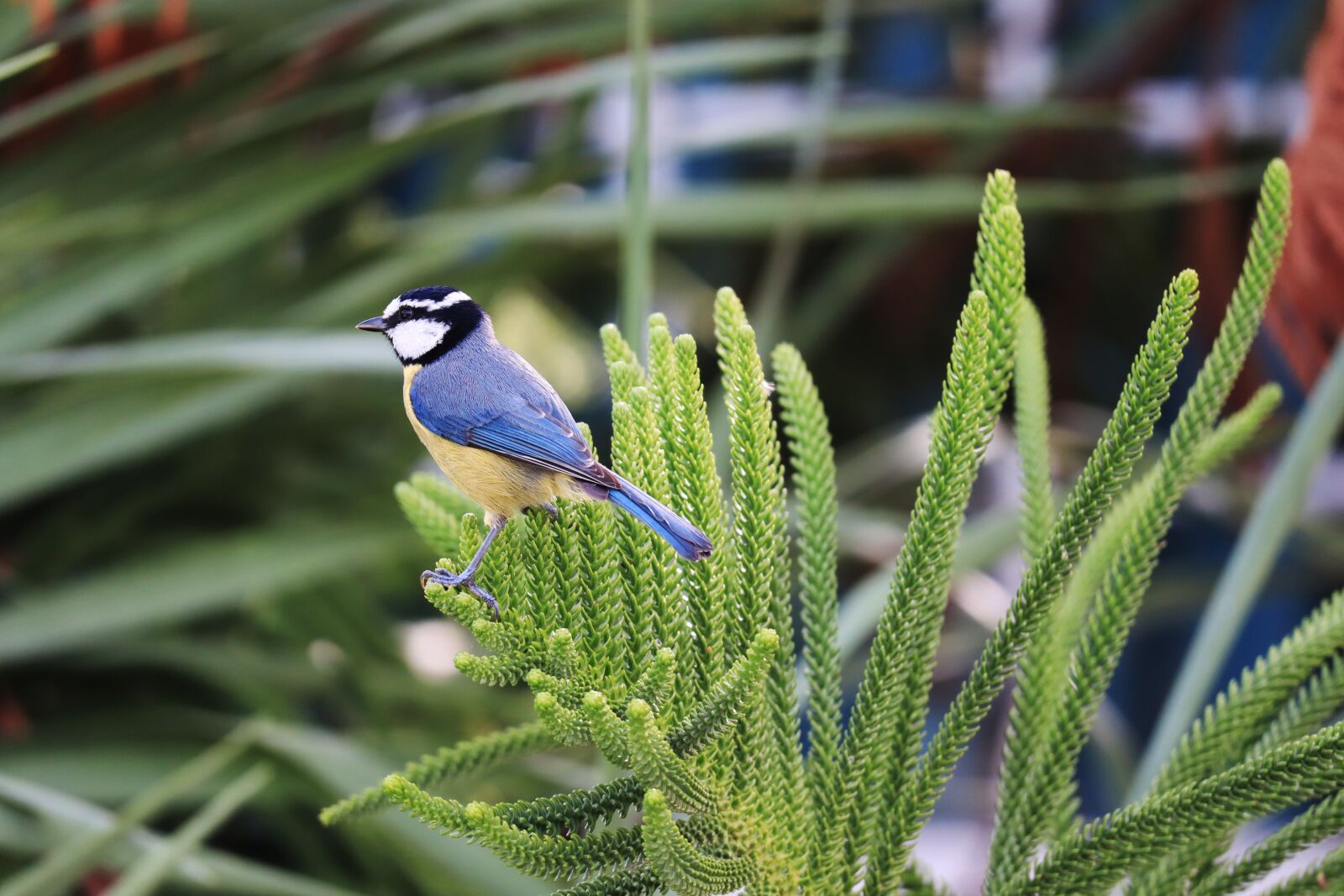 Canon EOS M50 (EOS Kiss M) + Canon EF-M 55-200mm F4.5-6.3 IS STM sample photo. Blue african tit, bird photography