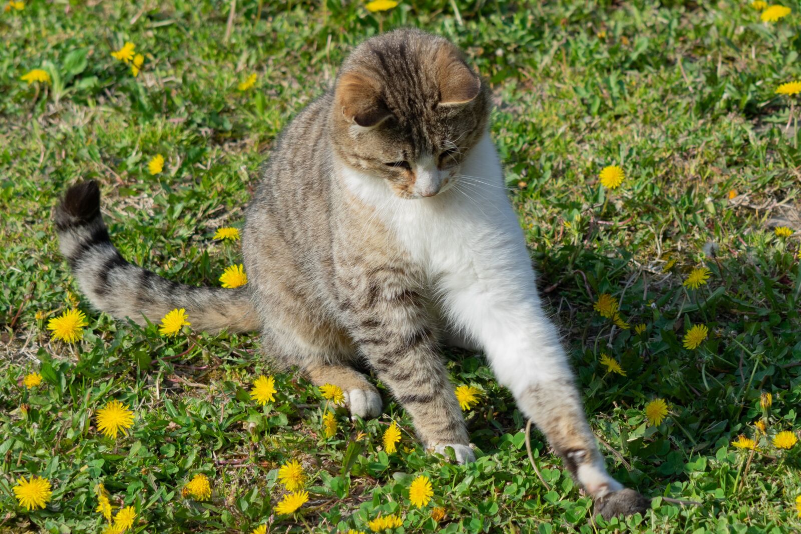 Nikon D3300 sample photo. Mouse, kitten, cat photography