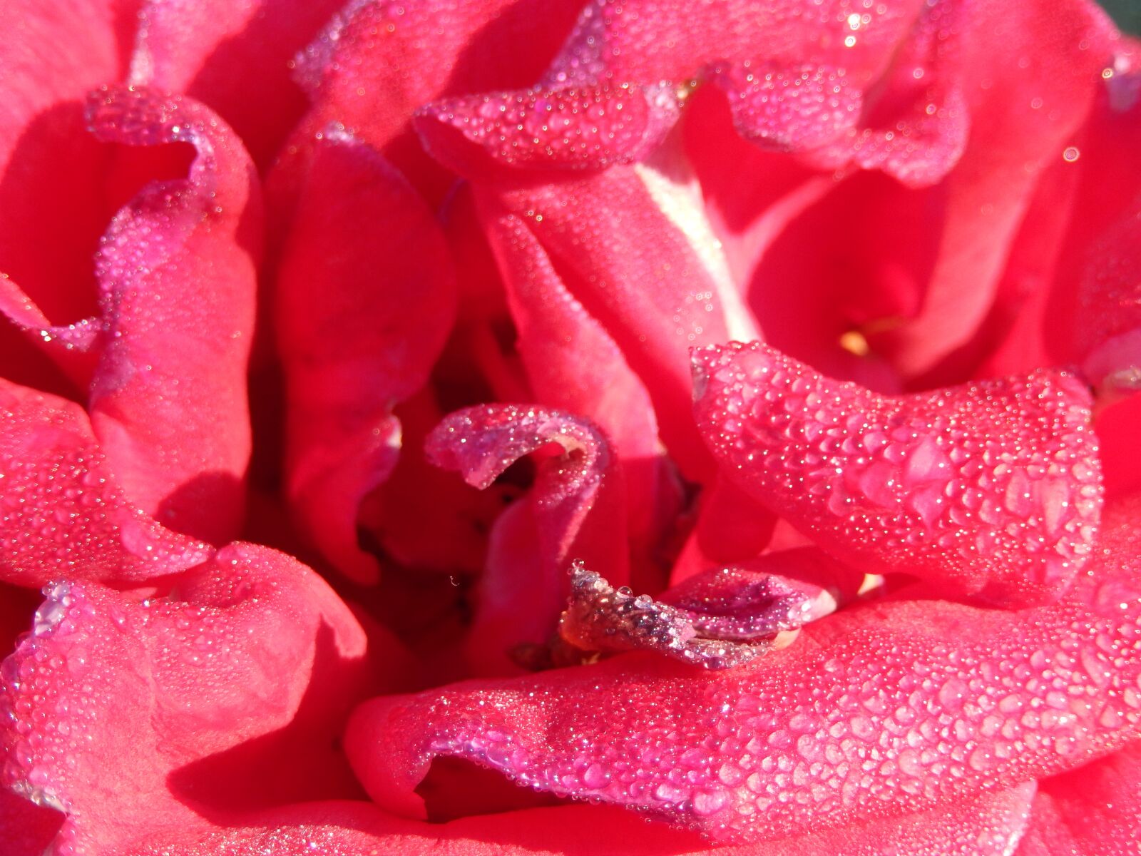 Nikon Coolpix S9500 sample photo. Rose, macro, red photography