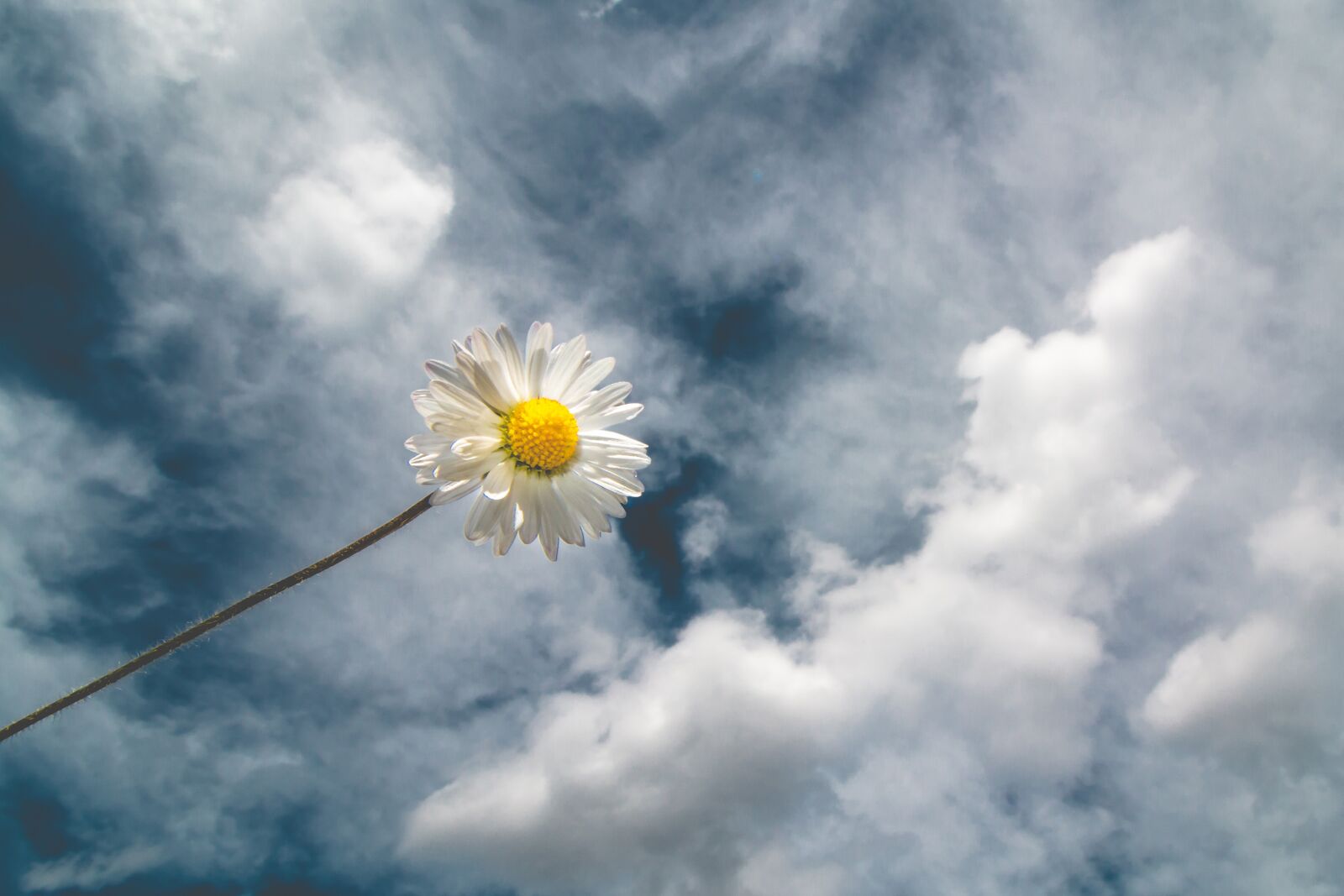 Canon EOS 70D + Canon EF-S 10-18mm F4.5–5.6 IS STM sample photo. Daisy, sky, nature photography