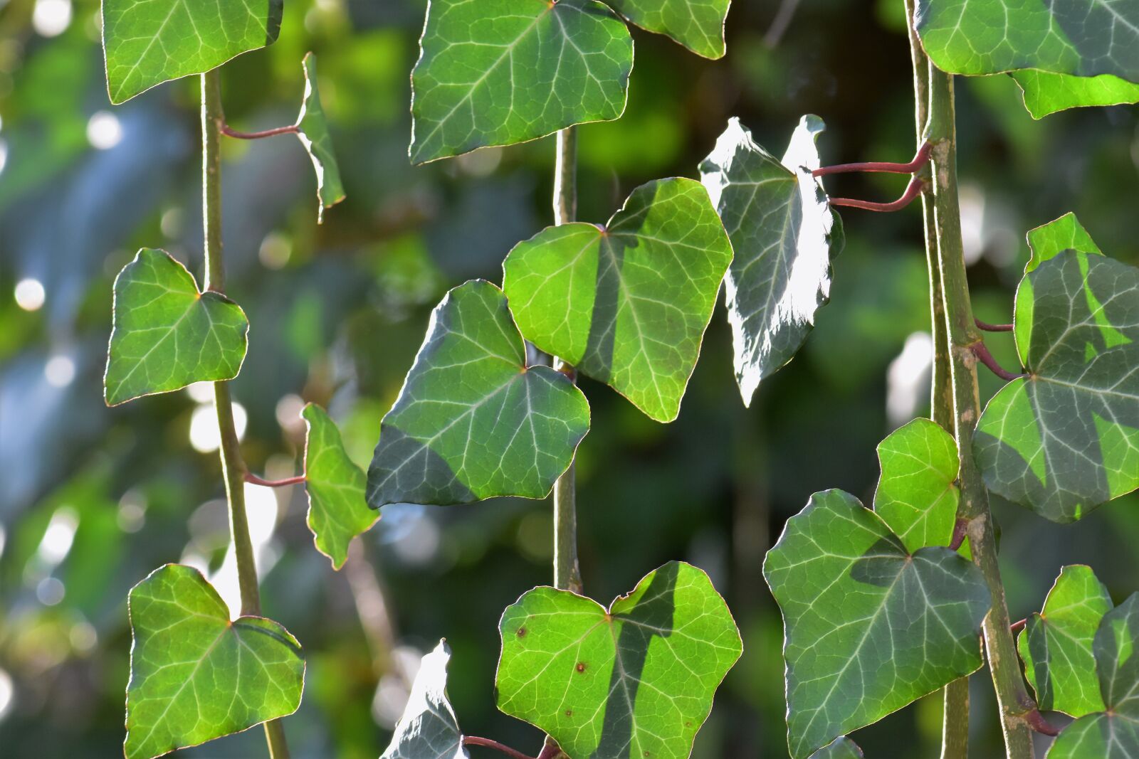 Nikon D5500 sample photo. Ivy, leaf, plant photography